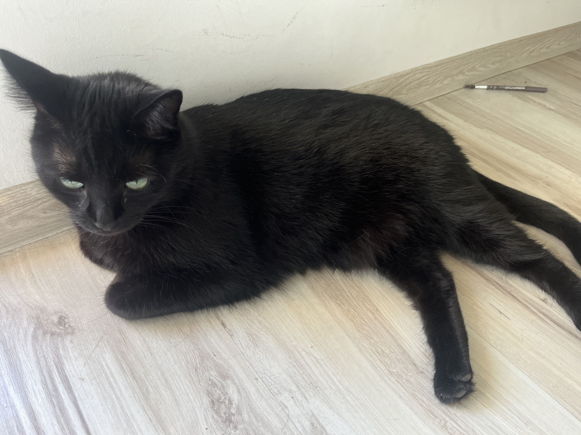 A black cat with green eyes is lying on a light-colored wooden floor next to a white wall. The cat is positioned in the center of the frame, with its head turned to the left and its body extended to the right. A brown eyeliner pencil is visible on the floor to the upper right of the cat. The scene appears to be indoors, possibly in a residential setting in Zabrze, Poland.