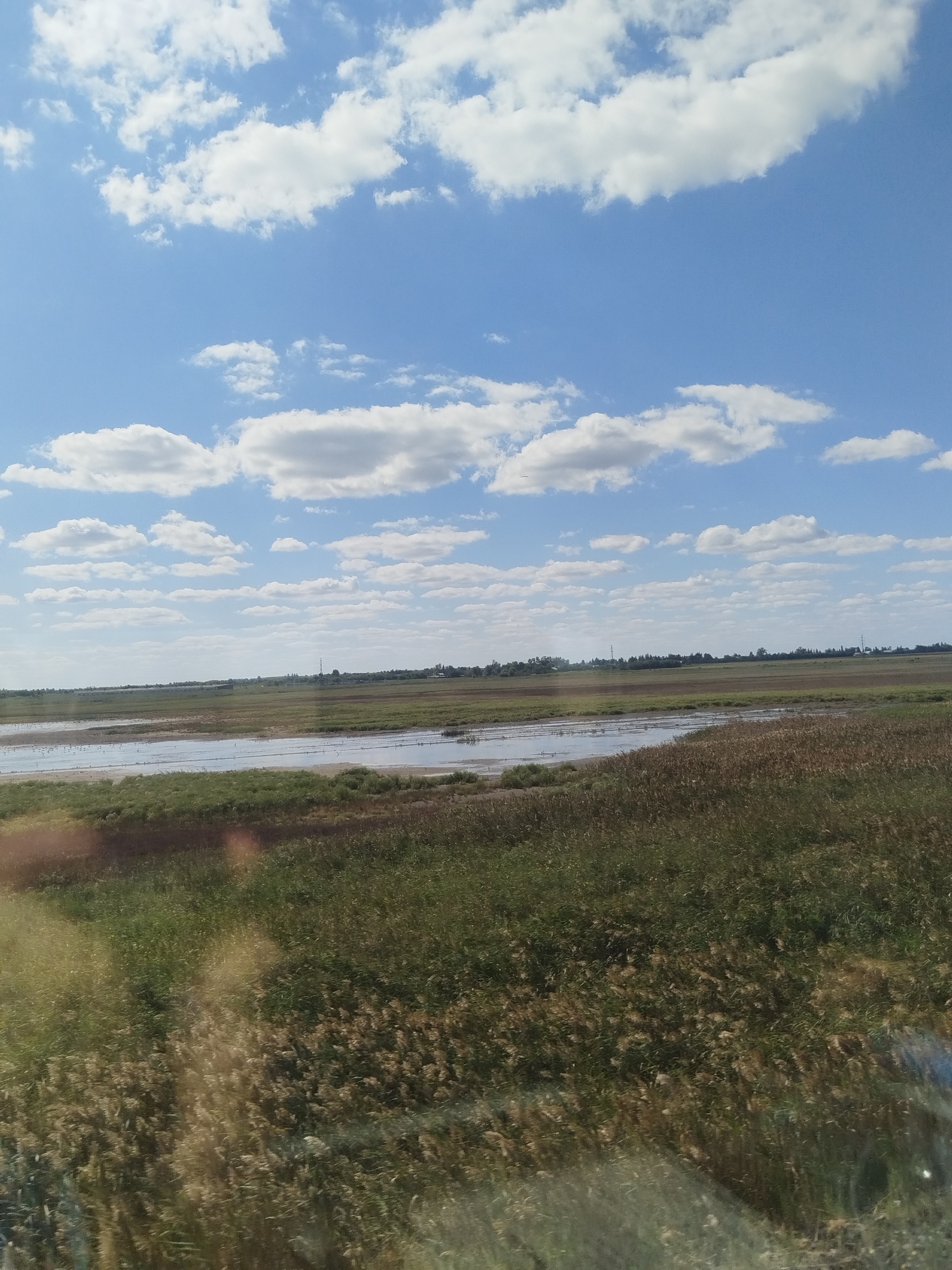 The image captures a wide, flat landscape under a bright, blue sky dotted with fluffy white clouds. In the foreground, tall, dry reeds and green grasses grow. Beyond this, a body of water stretches across the midground, reflecting the sky and appearing shallow with visible birdlife. Further in the distance, the land is cultivated with fields of varying shades of green and brown. A thin line of trees marks the horizon, beyond which a few buildings and transmission towers are faintly visible. The overall scene suggests a rural or agricultural setting, possibly near a wetland area. The exact location in Korneevka, Russia, is not explicitly depicted by any specific landmarks.