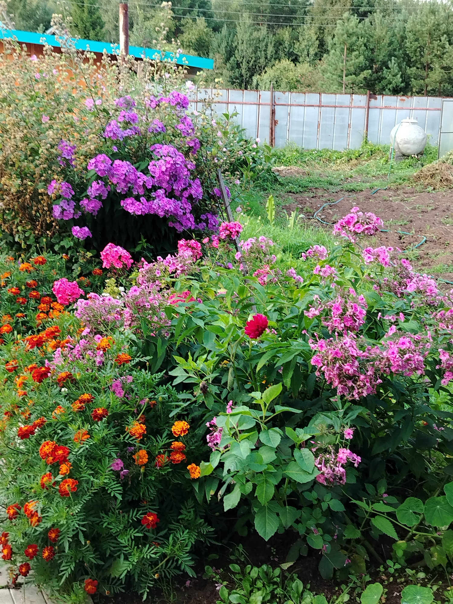 The image shows a vibrant flower garden in Rusalevka, Russia. The foreground is dominated by a dense cluster of orange marigolds and pink phlox. Behind them, a large bush of purple phlox stands out, with a few stray pink flowers interspersed. The garden is situated in front of a rustic wooden building with a teal roof, partially visible on the left. In the background, a translucent fence made of corrugated plastic panels runs horizontally across the scene, separating the garden from a grassy area. Beyond the fence, a dense forest of green trees forms the backdrop. A large, round, white object, possibly a water tank or a storage container, is visible to the right of the fence. The ground is a mixture of dark soil and patchy green grass. The overall impression is of a lush, well-maintained garden on a sunny day.