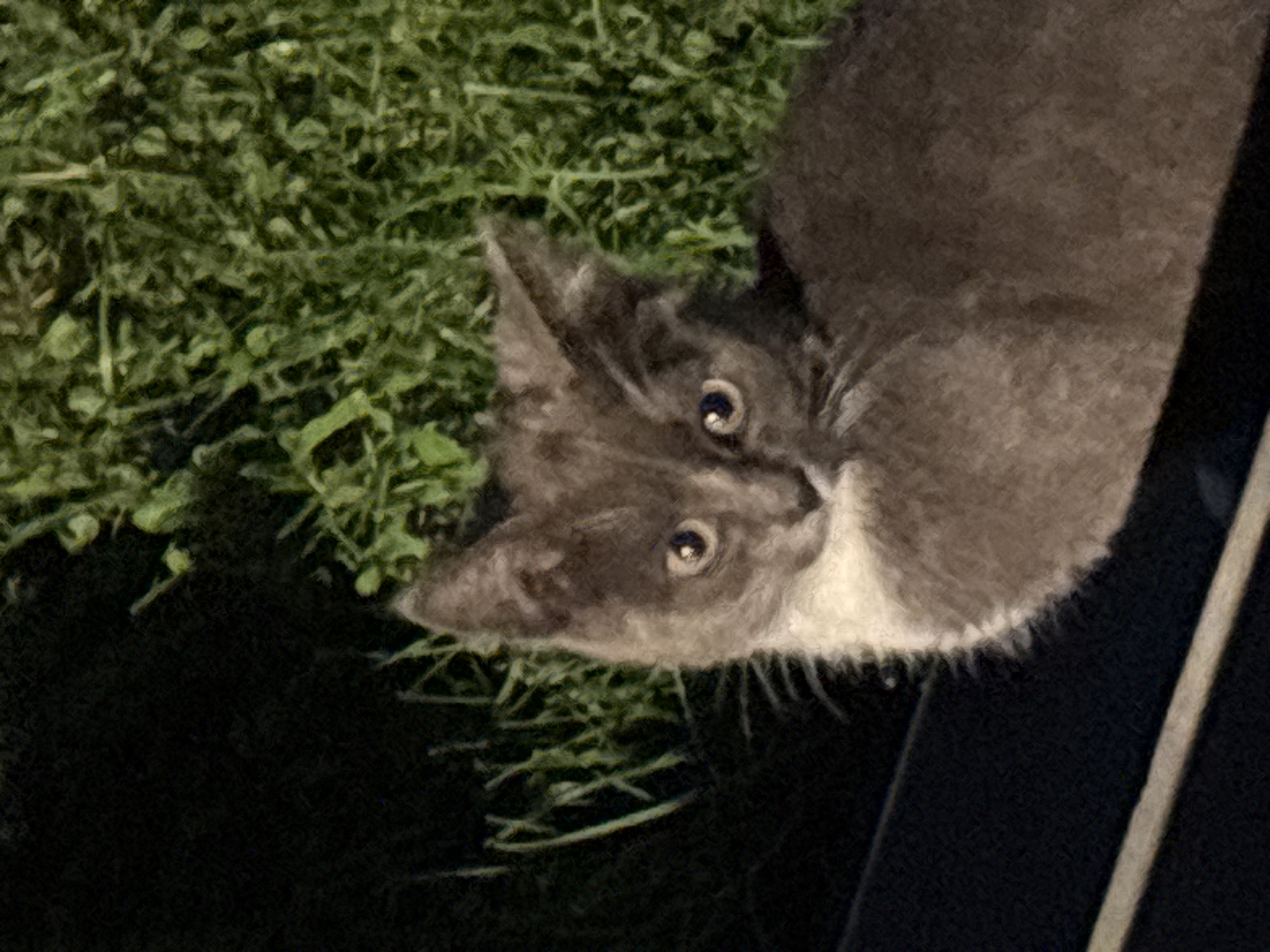 A kitten with gray and white fur is in a grassy area at night. The kitten is looking directly at the camera with its eyes wide open. The background is dark and blurry, with some green foliage visible. The kitten appears to be on a dark surface, possibly a bench or a railing. The image was taken in Zvenigorod, Russia.