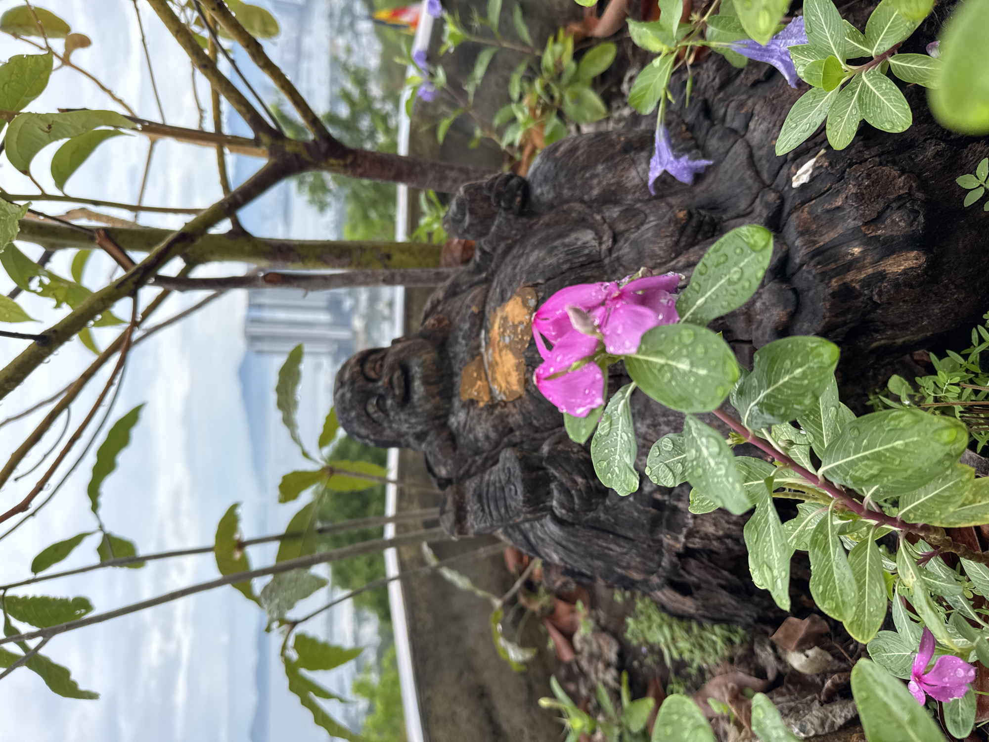 The image presents a close-up of a weathered, dark wood carving, possibly of a human figure, partially obscured by vibrant green foliage and pink flowers dotted with water droplets. The carving appears to be situated outdoors. The background reveals a cityscape partially obscured by foliage and branches, suggesting a location with urban elements blended with nature. Based on the location provided, it is implied that the image was taken in Bac Nha Trang Ward, Vietnam.