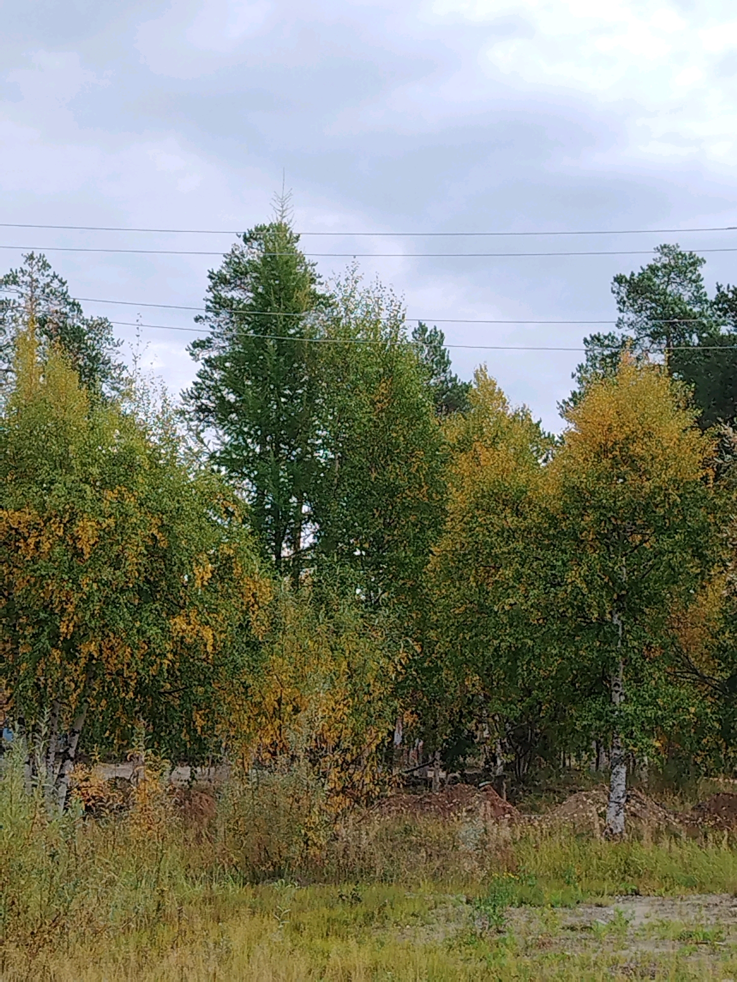 This is an outdoor, medium-shot, eye-level, vertical, natural light photograph of a wooded area under a cloudy sky. The image captures a row of trees, some with green foliage and others displaying autumn colors of yellow and orange. In the background, taller, darker green coniferous trees are visible. Power lines stretch horizontally across the upper portion of the image, above the treeline. The foreground consists of tall, dry grass and some low-lying vegetation. The overall scene suggests a rural or semi-rural setting, likely within the city of Muravlenko, Russia, given the context provided. There are no people or animals present, and no discernible actions or interactions are taking place. The environment appears to be undergoing a seasonal change, indicated by the varied foliage colors.