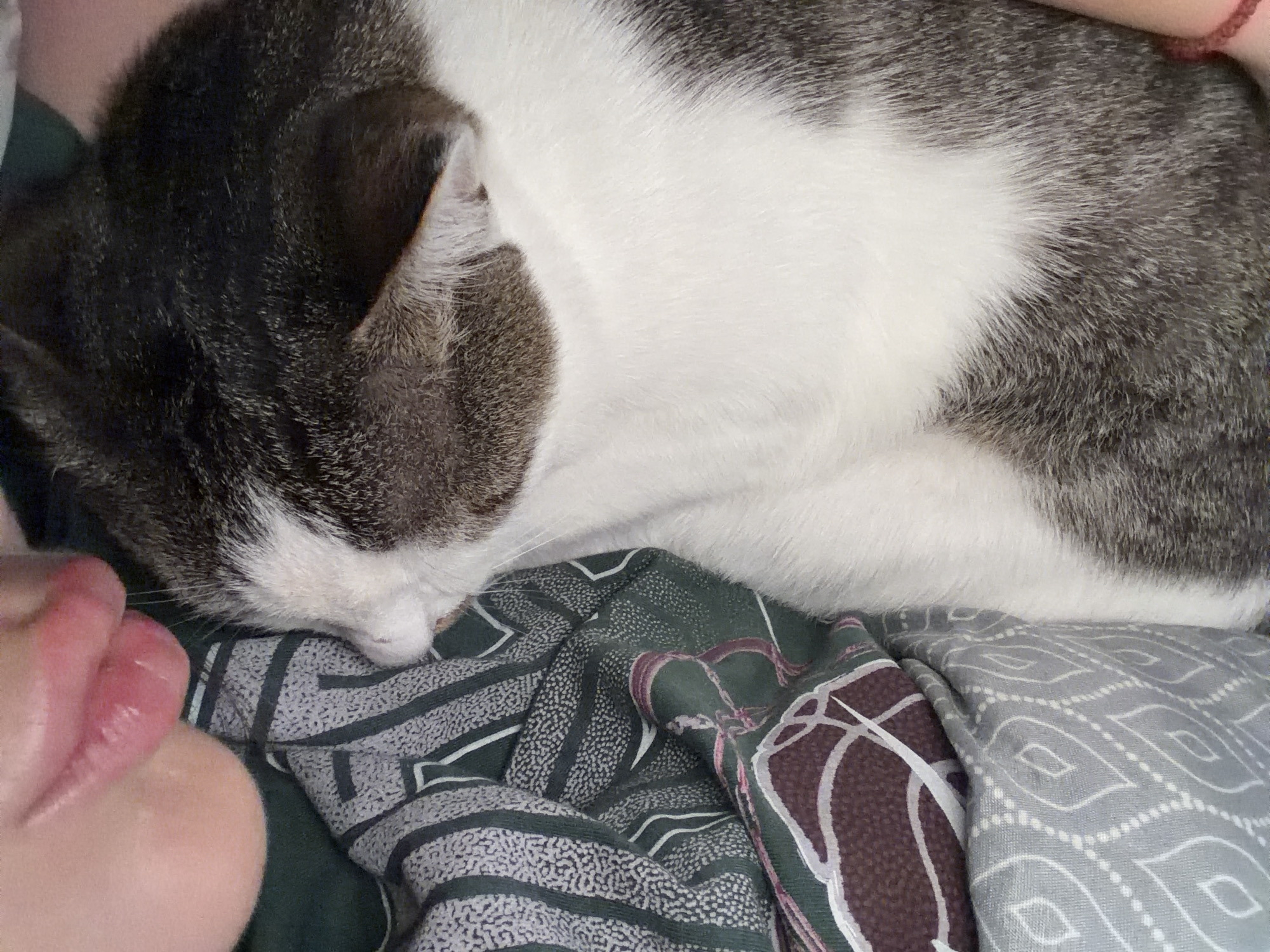 A close-up, overhead shot shows a person's lips gently touching the head of a grey and white cat, which is nestled against patterned fabric. The cat's fur is thick and soft, with distinct patches of grey and white. The person's lips are slightly parted, appearing to be kissing or nuzzling the cat. The fabric beneath the cat has a complex geometric pattern in shades of green, white, and burgundy. The scene is intimate and suggests a moment of affection between a person and their pet. The image does not contain any elements that would allow for the identification of its location in Orehovitsa, Bulgaria.