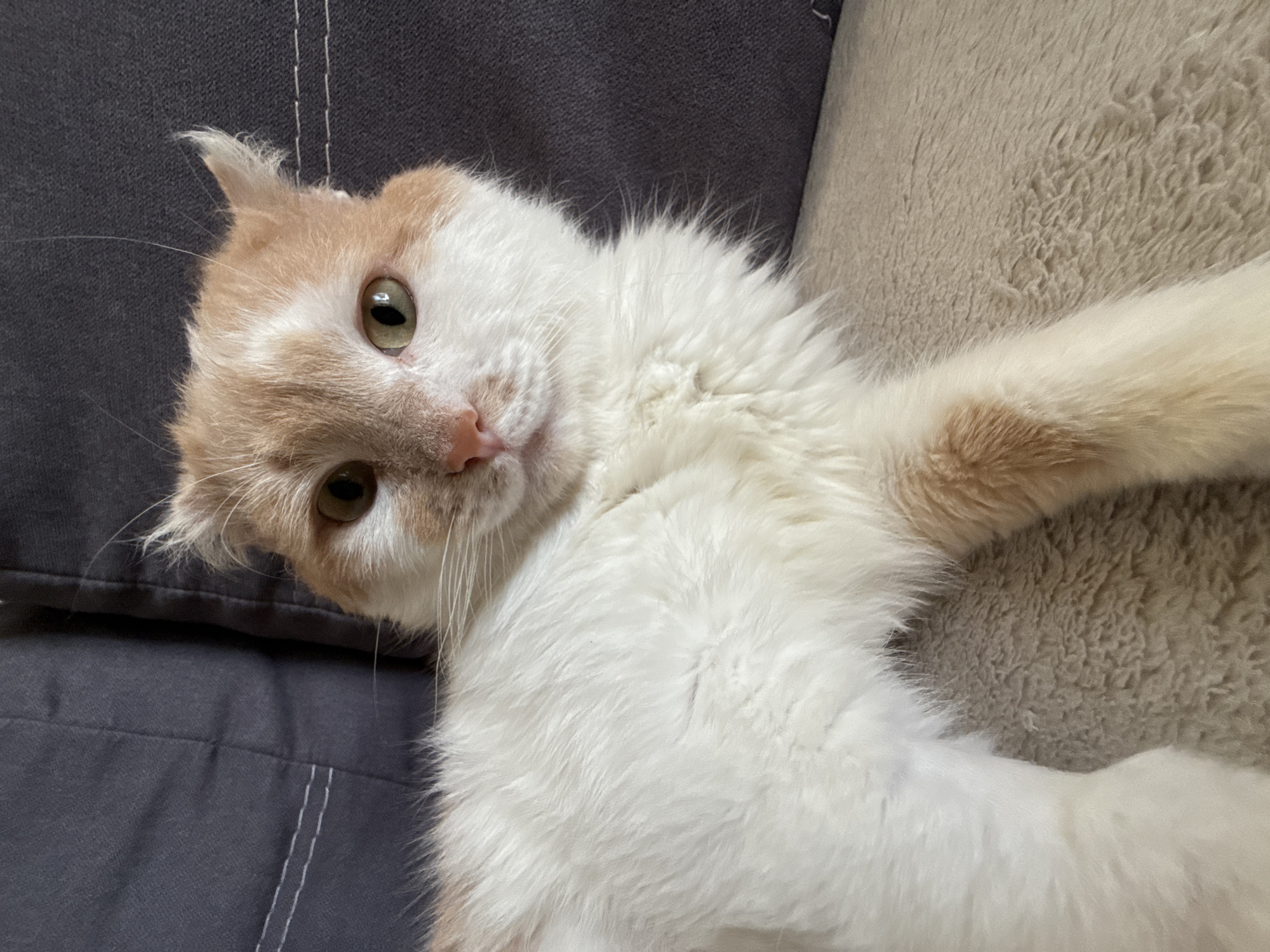 A close-up captures a cat with white and light orange fur. The cat is lying on a cushioned surface. The cat's face is turned towards the camera, and the animal has visible green eyes. The cat is resting on a gray sofa. The backdrop includes a beige, fleecy cushion. The location is not evident in the picture, so the location of Chaikovsky, Russia, cannot be confirmed or denied.