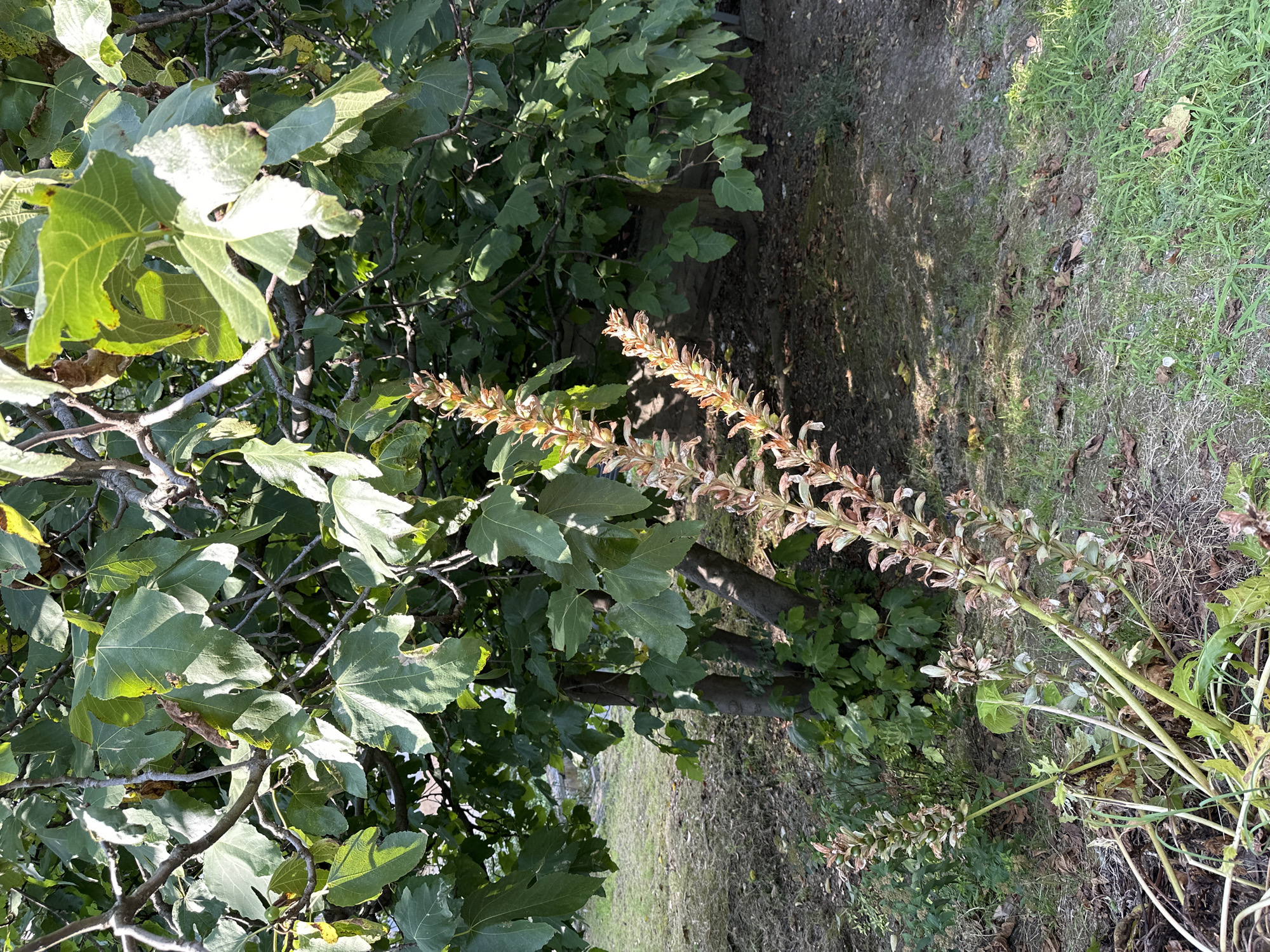 An outdoor, eye-level, medium shot captures a patch of vegetation in Sochi, Russia. The foreground features a cluster of tall, dry, spike-like plants with green seed pods and faded brown petals. To the right of these plants, a fig tree dominates the frame, its large, green, lobed leaves casting dappled shadows on the dry, mowed grass and scattered brown leaves covering the ground beneath it. The trunk of the fig tree is visible, showing multiple stems. The background reveals more foliage and a hint of a stone structure, suggesting a park or garden setting. The lighting indicates a sunny day. No people or animals are present.