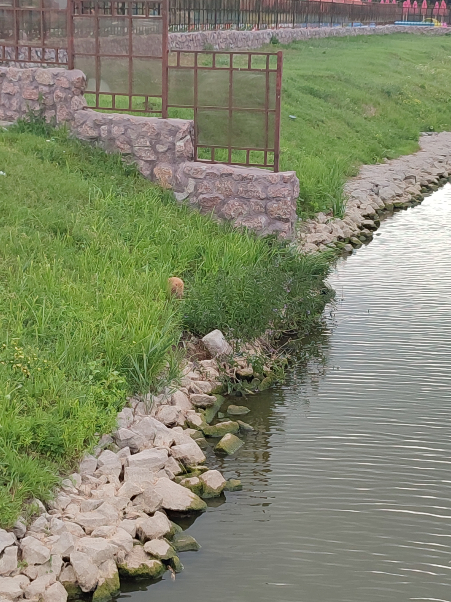 The media file depicts a peaceful outdoor scene, likely in Shcherbani, Ukraine. The foreground is dominated by a body of water, its surface rippled with horizontal reflections, suggesting a calm, perhaps early morning or late afternoon ambiance. The water's edge is lined with rough, light-colored stones, some of which are partially submerged and covered with a greenish algae, indicating a natural, possibly unmanicured environment.
Adjacent to the water, a slope of lush green grass rises. Interspersed with the grass are patches of taller weeds and some small yellow wildflowers, adding to the natural feel. A low, textured wall constructed of rough-hewn stones runs along a portion of the grassy area, creating a tiered effect. Above this stone wall, a rusty metal fence with glass panels is visible, suggesting the boundary of a park, zoo, or other enclosed area.
In the midst of the dense green grass, a small, light brown animal is partially visible. It appears to be a dog or a similar domestic animal, peeking out from the foliage. The animal is the only living creature prominently featured in the immediate scene.
In the background, further up the grassy slope, more of the stone wall and the metal fence are visible. Beyond that, a dark metal fence stretches across the top of the frame, possibly enclosing a larger area. The overall impression is one of a serene, natural setting with elements of human infrastructure. The time of day appears to be overcast or early/late, as there are no harsh shadows and the light is diffused. No text is visible in the media file.