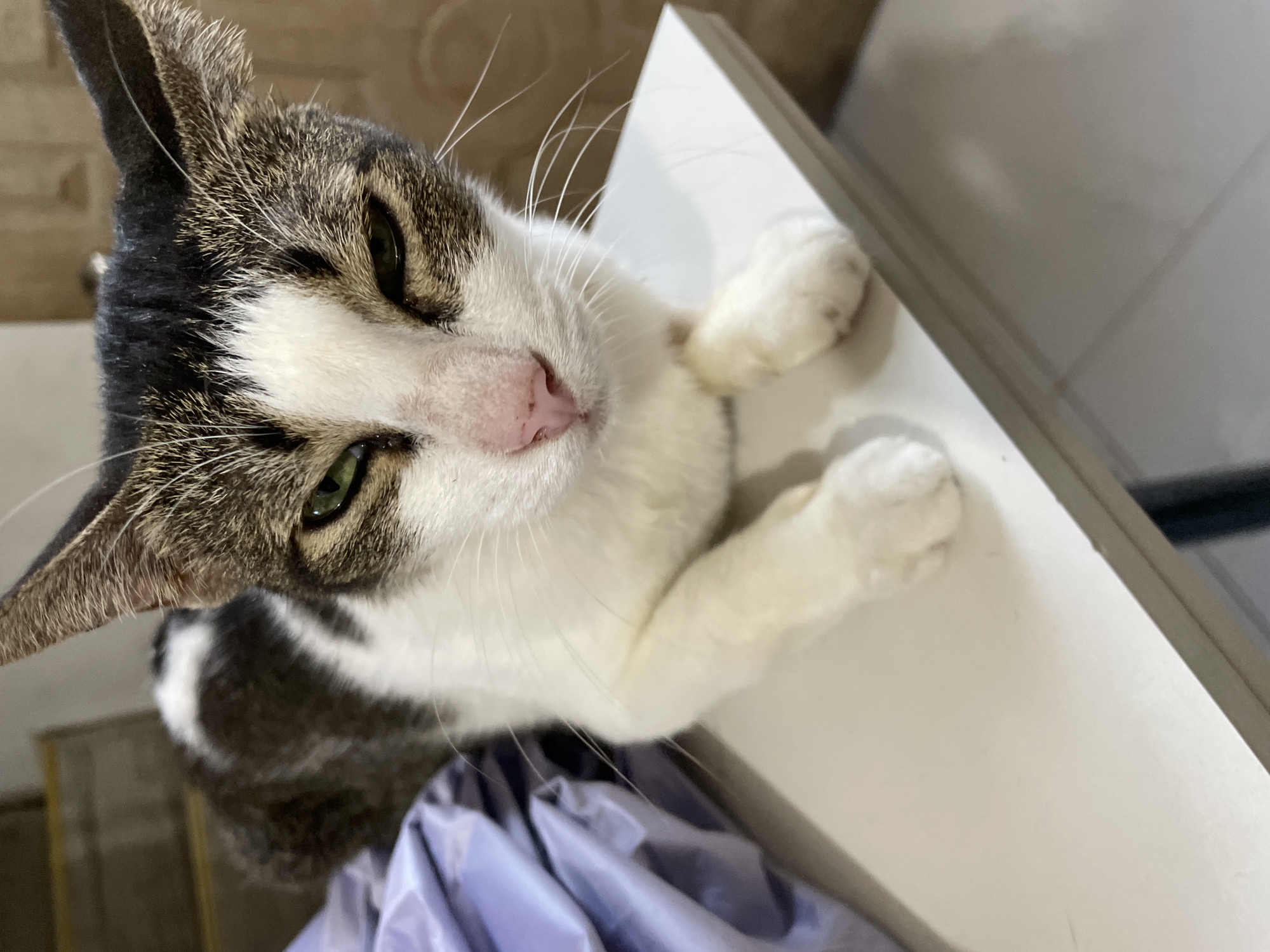 A domestic shorthair cat with white and tabby markings is lying on a white surface, likely a table or shelf. The cat's fur is a mix of white, grey, and black. It has green eyes, a pink nose, and white whiskers. The cat's front paws are resting on the edge of the surface. To the left of the cat, a folded piece of purple fabric is visible. The background consists of a wall with a tiled pattern and a blurred staircase on the left. The scene appears to be indoors. There is no identifiable location in Davao City, Philippines, mentioned or depicted in the image.