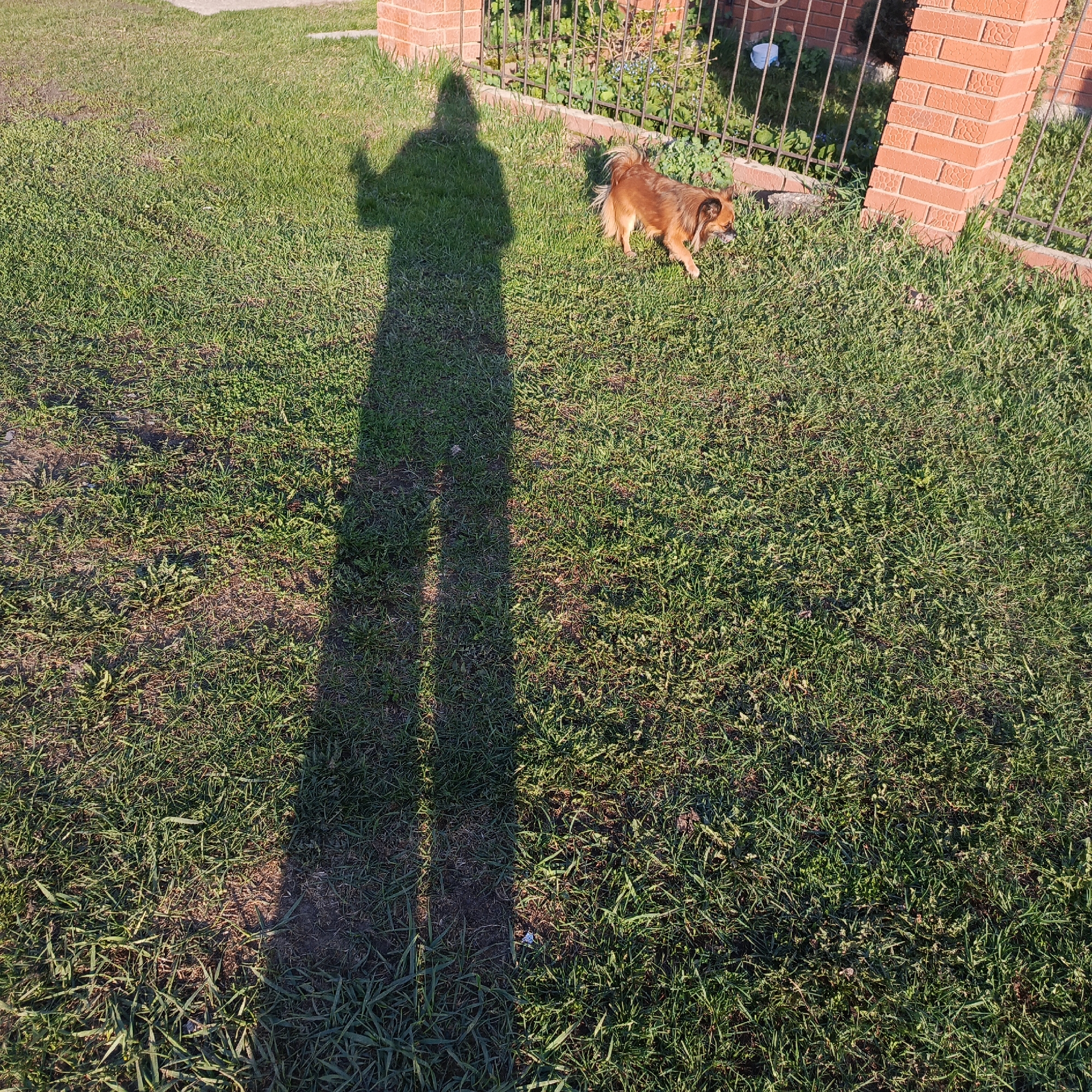 The image depicts a grassy area outdoors. A shadow of a person is prominently cast on the grass, located on the left side of the frame. To the right of the shadow, a small, brown, long-haired dog is walking. In the background, a brick pillar and a section of a wrought-iron fence are visible. The photo was taken on a sunny day in what appears to be the city of Chaikovsky, Russia.