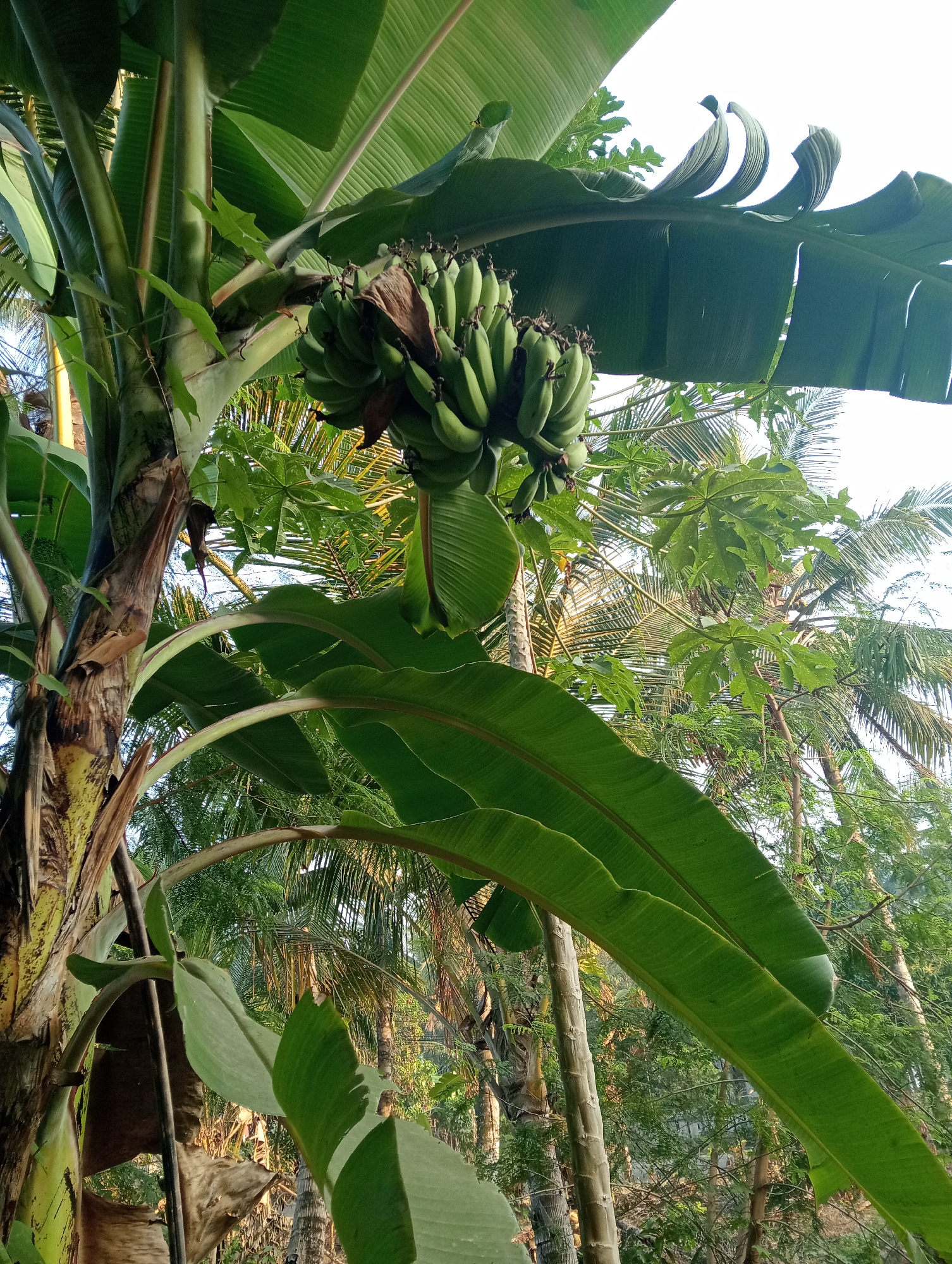 A bunch of green bananas hangs from a banana tree in Muara, Indonesia, with large, broad green leaves obscuring the sky. The tree's trunk is visible, with its rough texture and alternating patterns of green and brown. In the background, other trees, including palm trees and possibly a papaya tree, create a dense foliage of various shades of green. The scene is lit by natural light, suggesting it is daytime.