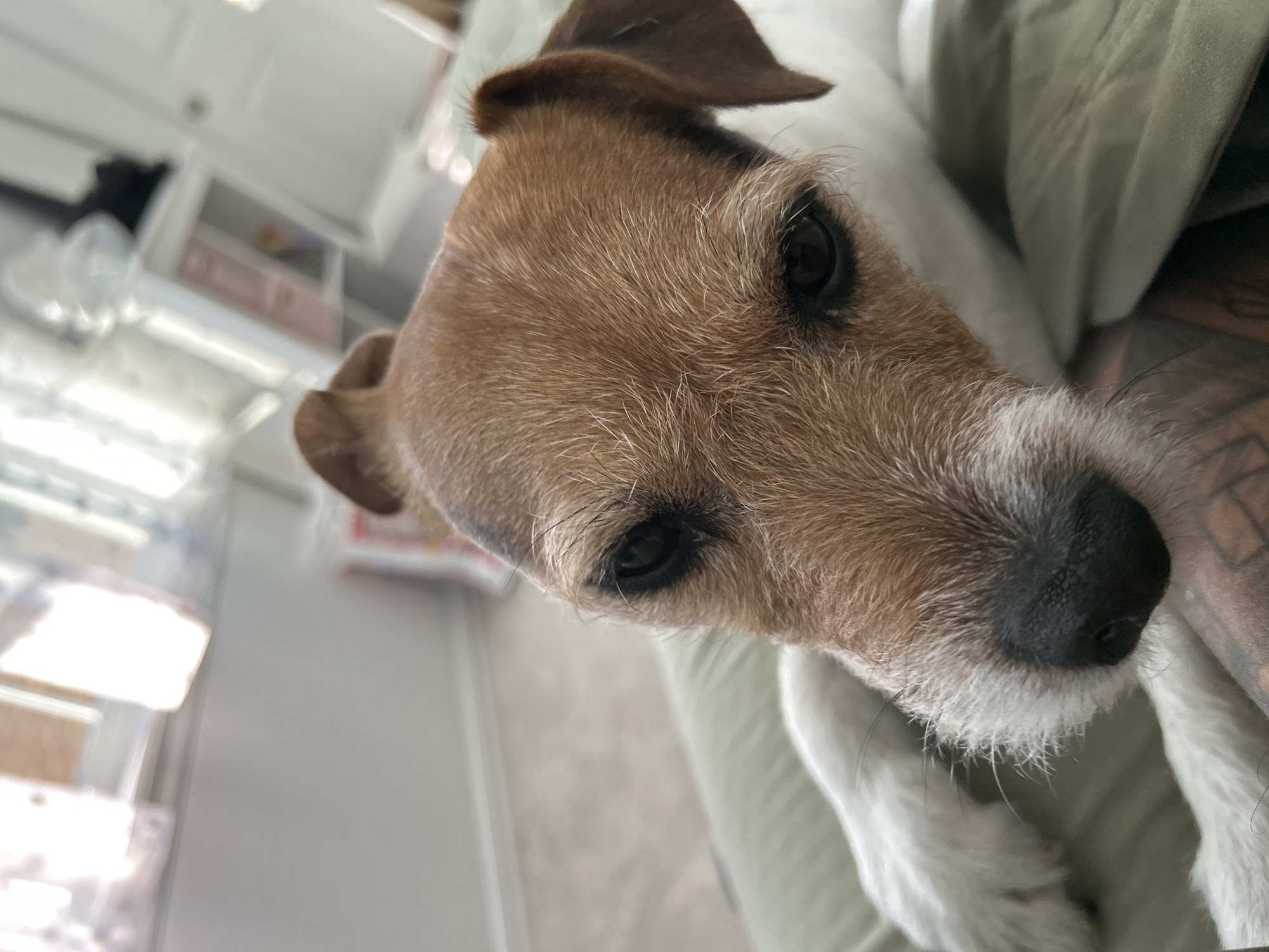 A close-up shot shows the face of a Jack Russell Terrier resting on a pale green surface. The dog's fur is a mix of white and tan, with brown markings around its eyes and ears. Its eyes are dark and appear to be looking directly at the camera. The dog's snout is black, and its whiskers are visible. The background is blurred but appears to be an indoor setting with natural light coming from a window and shelving units. The image was taken in Aurora, United States of America.