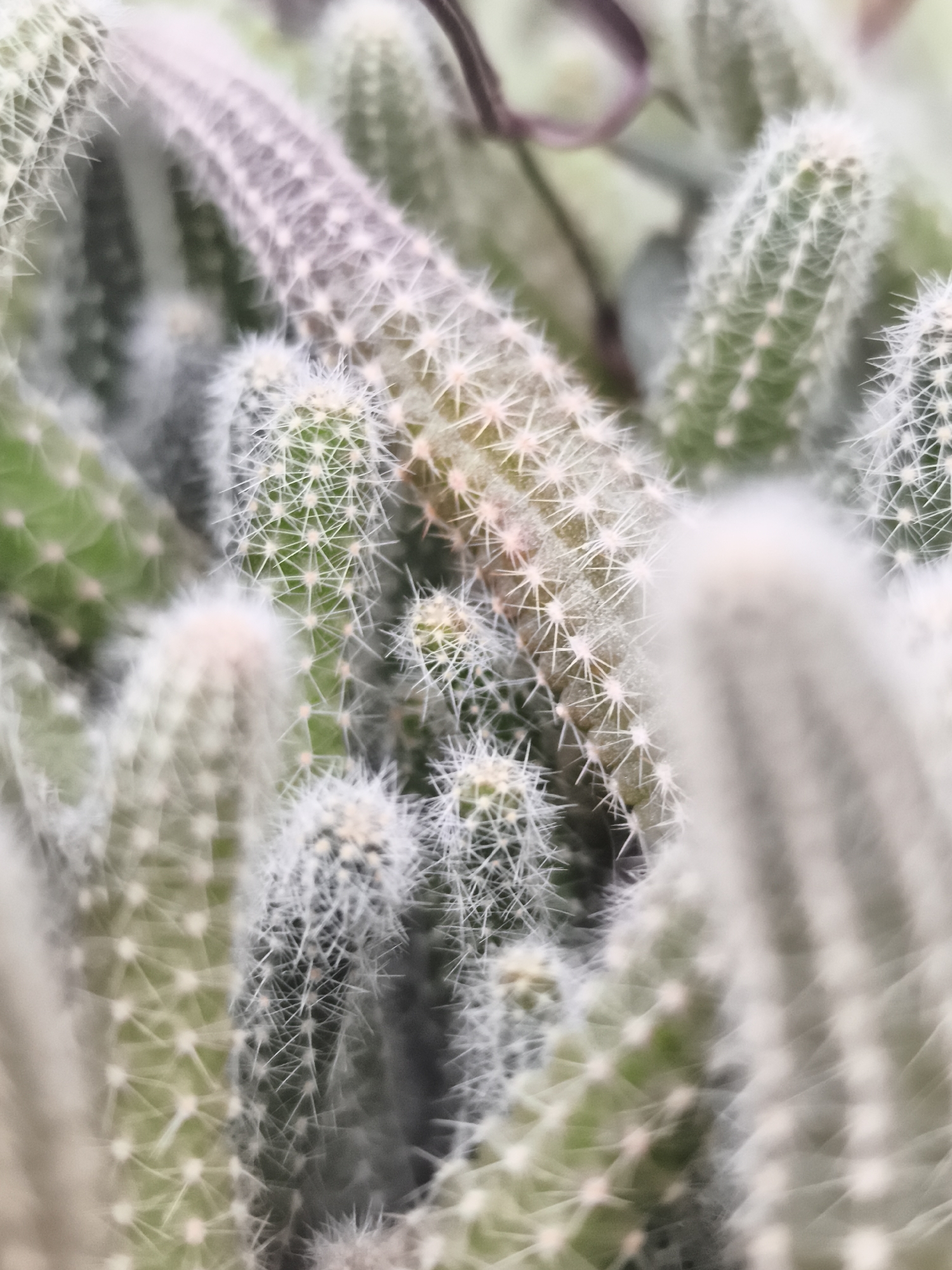 The image displays a detailed, close-up view of a dense collection of cacti, located in Varna, Bulgaria. The frame is entirely filled with numerous cylindrical to elongated cactus stems, varying in thickness and sharpness due to a shallow depth of field. The cacti are predominantly green, with individual segments covered densely in white, fine, needle-like spines that protrude uniformly. Some areas of the cacti exhibit subtle light green, yellowish, or pinkish tones, particularly at the tips or bases of the spines. No individuals, overt actions, or interactions are visible. The environment appears to be an indoor or cultivated setting, focusing solely on the botanical subjects.