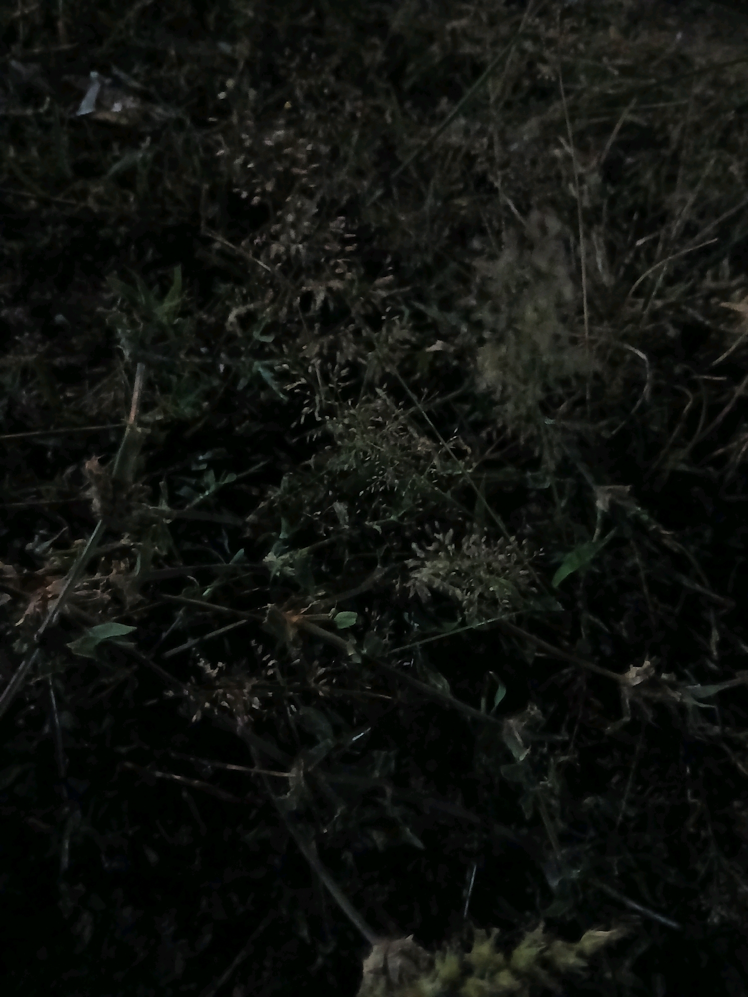 The image shows a close-up view of overgrown grass and weeds, likely in a natural or unkempt area. The lighting is dim, suggesting it was taken at dusk, dawn, or in a shaded location. The vegetation is dense and varied, with thin blades of grass mixed with broader leaves and seed heads. Some dried stalks and debris are also visible, further indicating an unmaintained environment. The overall impression is one of a wild or neglected patch of ground. Without further context or clearer details, it is impossible to pinpoint a specific location within Pangkalpinang, Indonesia.