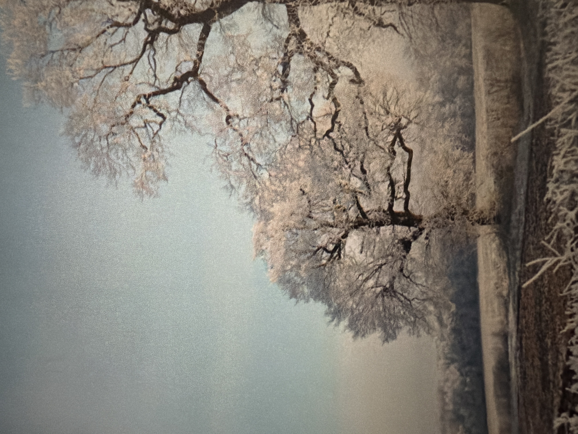 The image shows frost-covered trees beside a building. The sky is a light blue color. There is no indication of the location being London, United Kingdom. The image does not show any people, actions, or interactions.