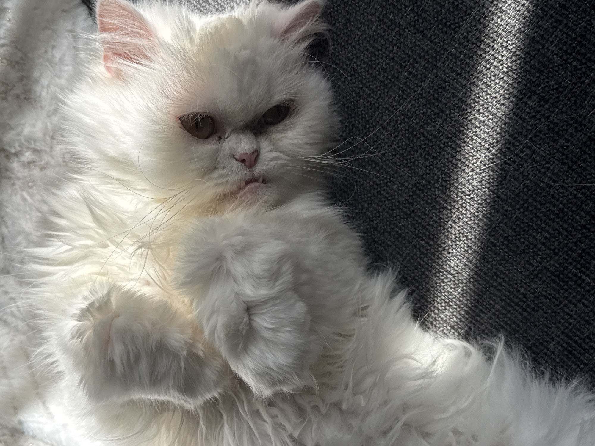 A white Persian cat with long fur is lying on its back. The cat's face is facing the viewer, and it has brown eyes and a pink nose. Its paws are curled up near its chest. The cat is lying on a gray fabric surface. A ray of light illuminates part of the surface.
The image does not contain sufficient information to determine that the location is Burgas, Bulgaria.