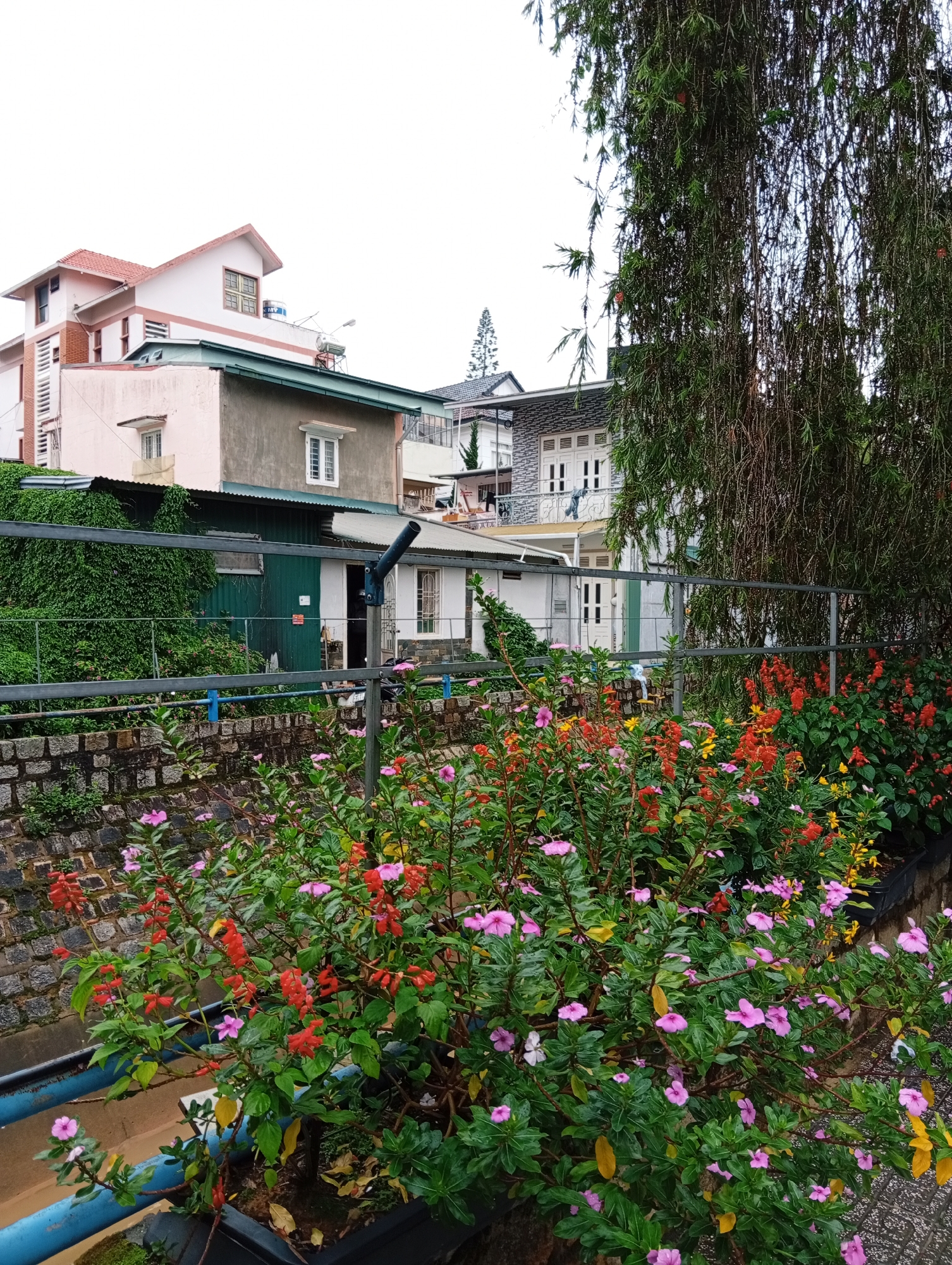 The image depicts a colorful flower garden with pink, red, and yellow flowers in the city of Cam Ly - Đà Lạt, Vietnam. The flowers are planted along a blue metal railing and stone wall bordering what appears to be a canal or waterway. Behind the flowers and railing are various buildings, including a two-story building with a light pink exterior and a red tile roof, a gray building with white-framed windows, and a white building with double doors. A tall, weeping tree hangs on the right side of the frame. The sky is overcast and white.