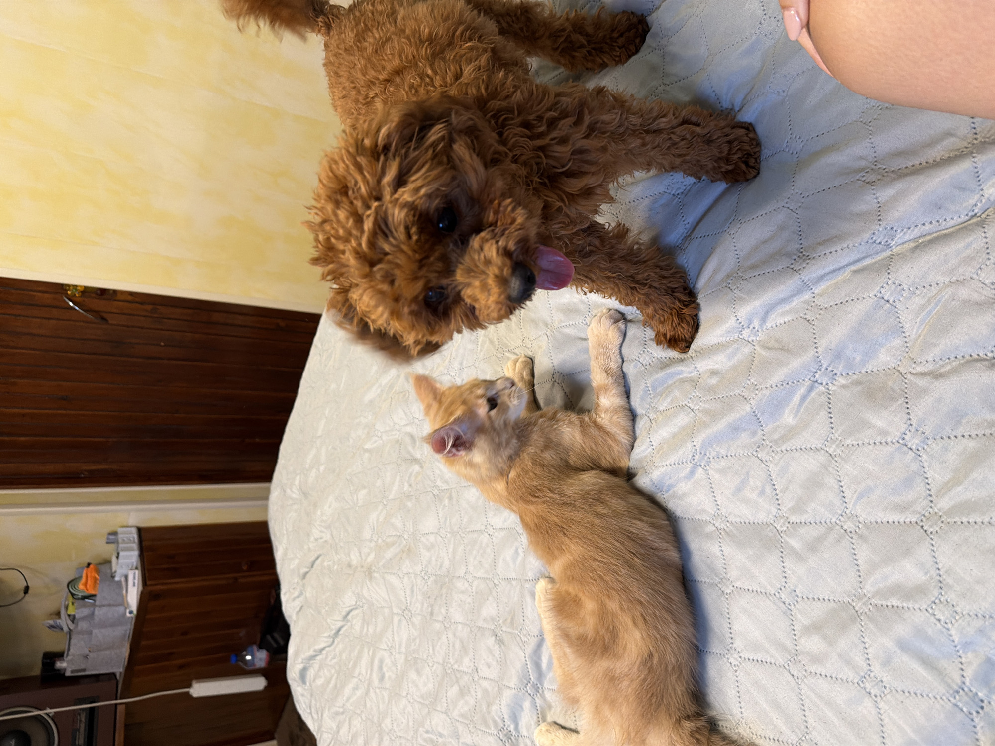 An indoor scene depicts a ginger cat lying on a light blue quilted bedspread, looking to the right. A brown poodle stands on the bedspread facing the cat, with its tongue out. The background includes a wooden closet and a yellow wall. A person's hand is visible in the lower right corner. The image was taken in Sofia, Bulgaria.