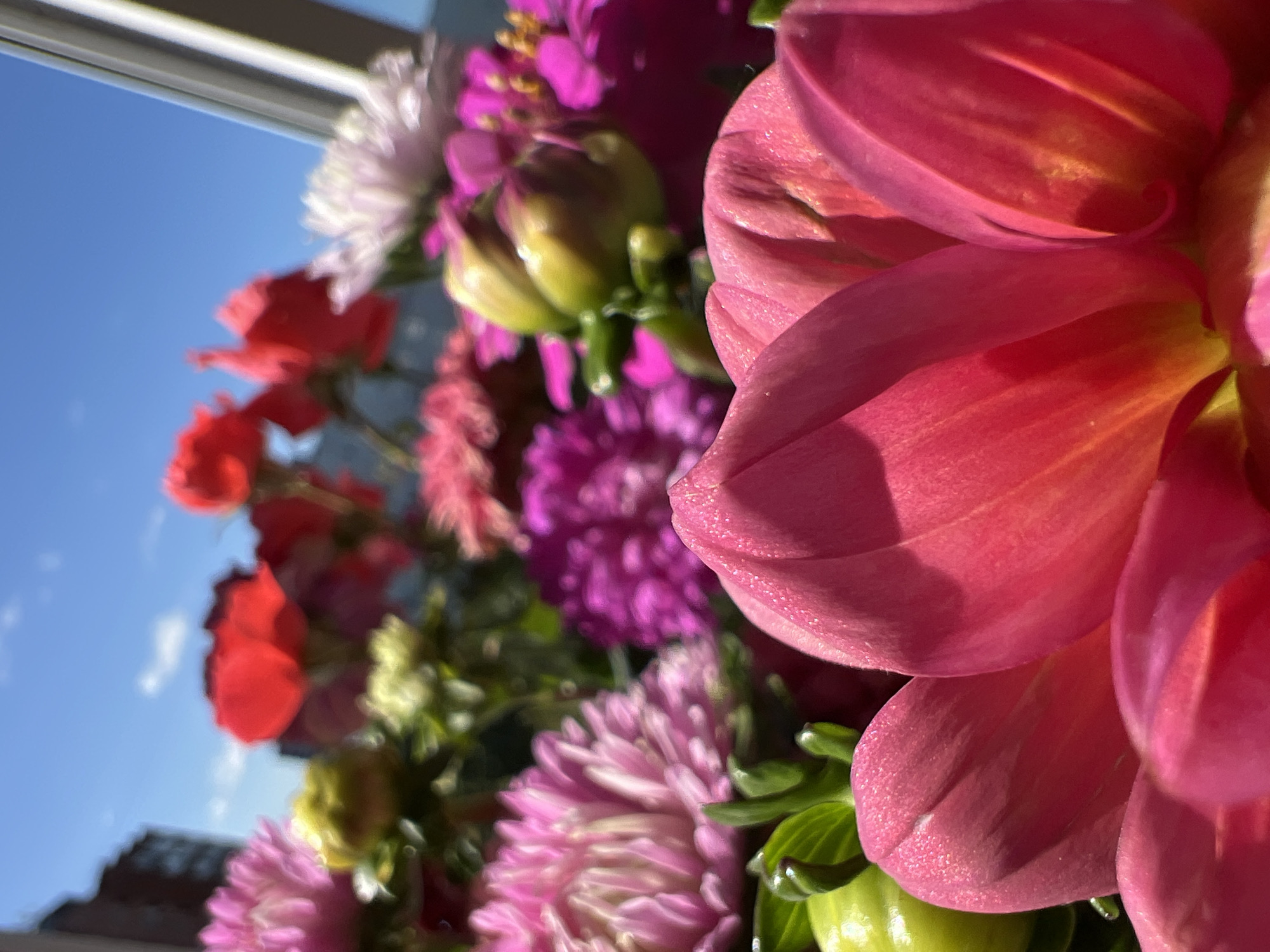 This is a close-up, low-angle shot of a bouquet of flowers, predominantly pink and magenta dahlias, set against a bright blue sky with scattered white clouds. In the background, a blurry, dark building suggests an urban setting, possibly an apartment building. The flowers are vibrant and detailed, with dew drops visible on the petals of the foreground blooms. The lighting indicates it is daytime, likely sunny. The scene does not depict any people or specific actions. The image does not provide information about the city of Tolyatti, Russia.