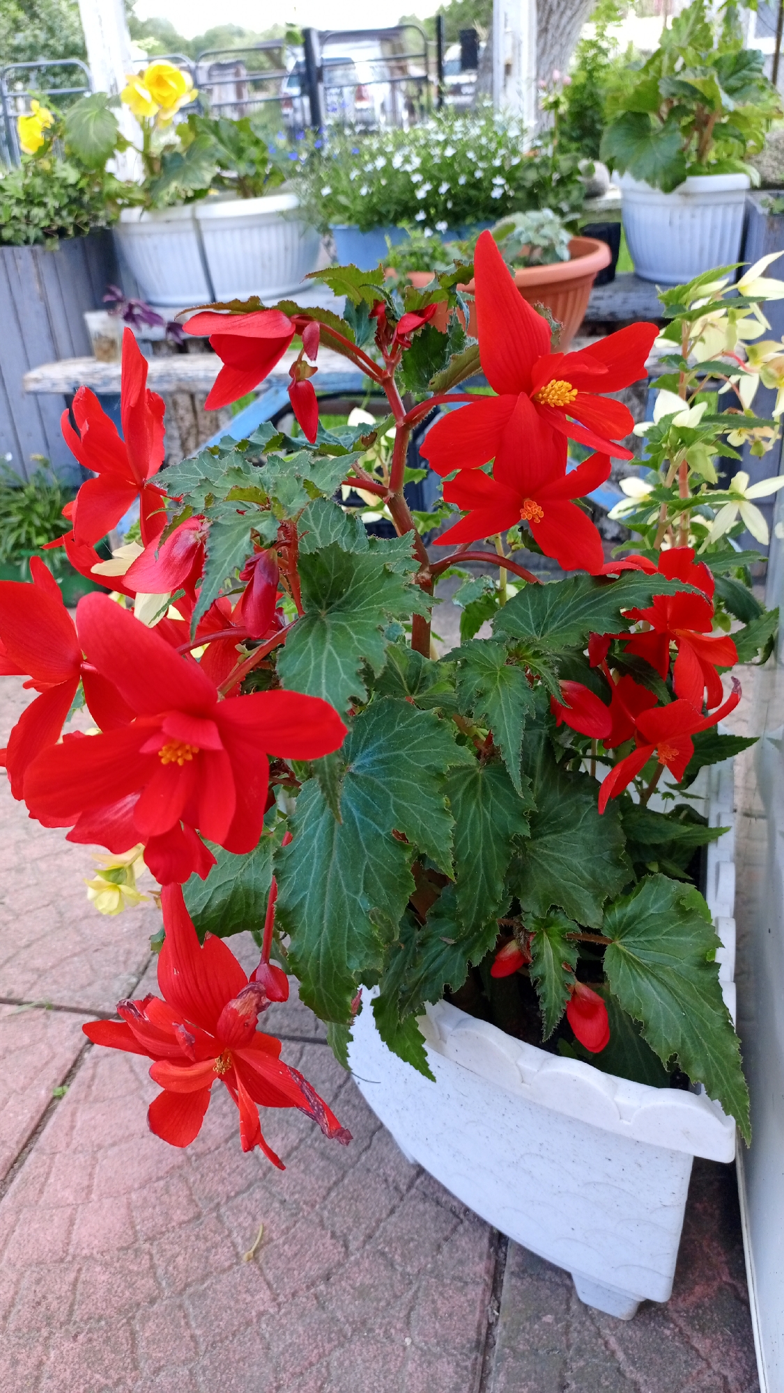 A close-up shot showcases a vibrant red begonia plant in a white planter. The begonia is laden with numerous bright red flowers, some fully open with delicate yellow stamens visible, and others in bud. The plant's lush green leaves have a serrated edge and a slightly glossy texture. The planter is positioned on a stone-tiled patio, with the tiles showing a pinkish-red hue and a repeating pattern.
In the background, a variety of other potted plants and flowers can be seen, suggesting a garden or outdoor decorative setting. These include yellow flowers in a white pot and other greenery in blue and terracotta pots. The background is somewhat blurred, indicating a shallow depth of field that focuses attention on the main subject. The overall impression is one of a sunny day, with the bright colors of the flowers suggesting a pleasant outdoor environment. No people are visible in the image. No text is present in the image.