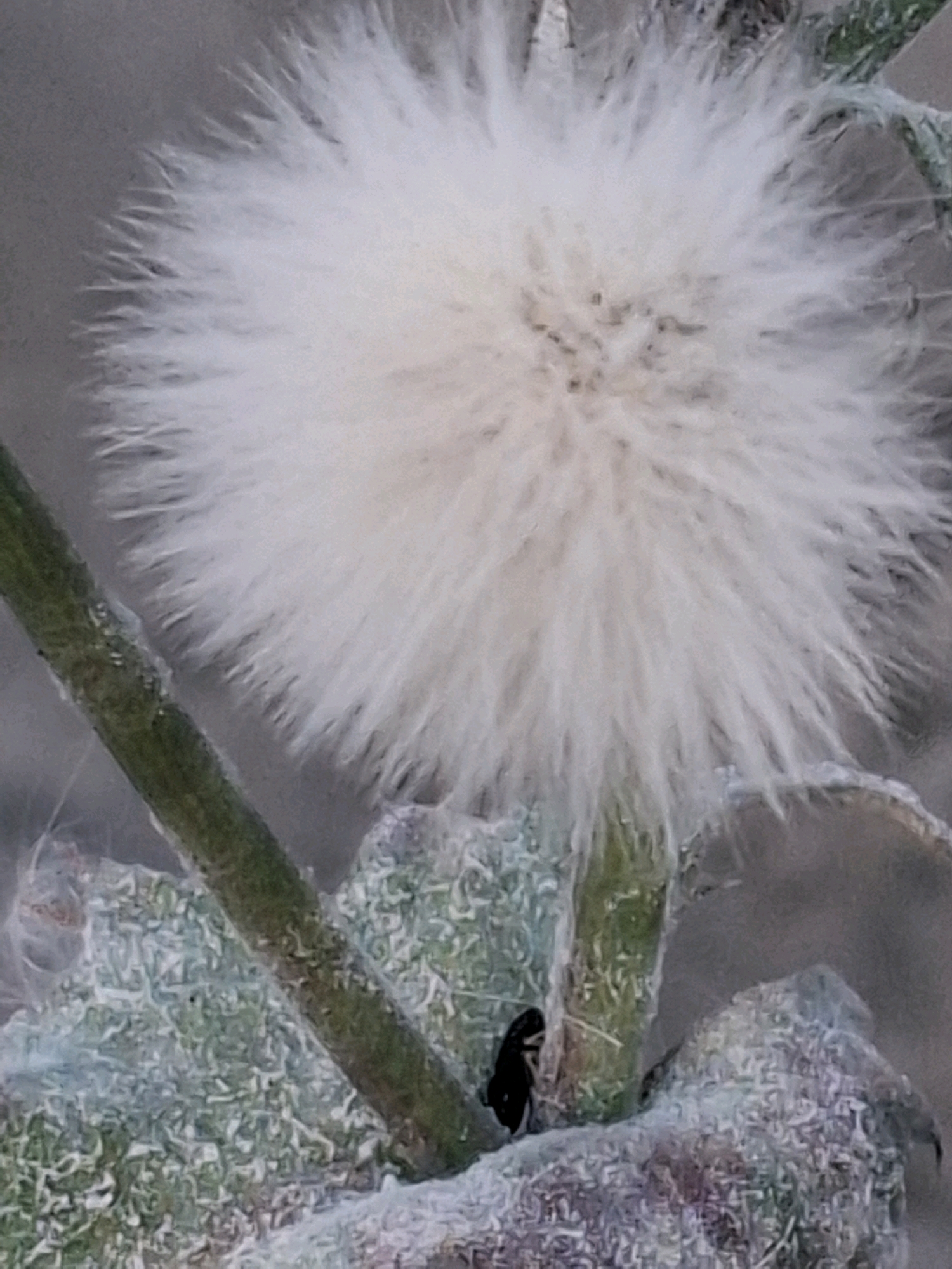 The image displays a close-up view of a white, fluffy seed head, possibly from a dandelion or a similar plant. The seed head is round and feathery, with individual filaments extending outwards. A dark, small insect, likely a beetle, is visible on a green stem towards the bottom left of the image, nestled amongst some leafy structures. The background is a blurred, neutral gray. The image does not contain enough information to determine its location within the city of Almaty, Kazakhstan.