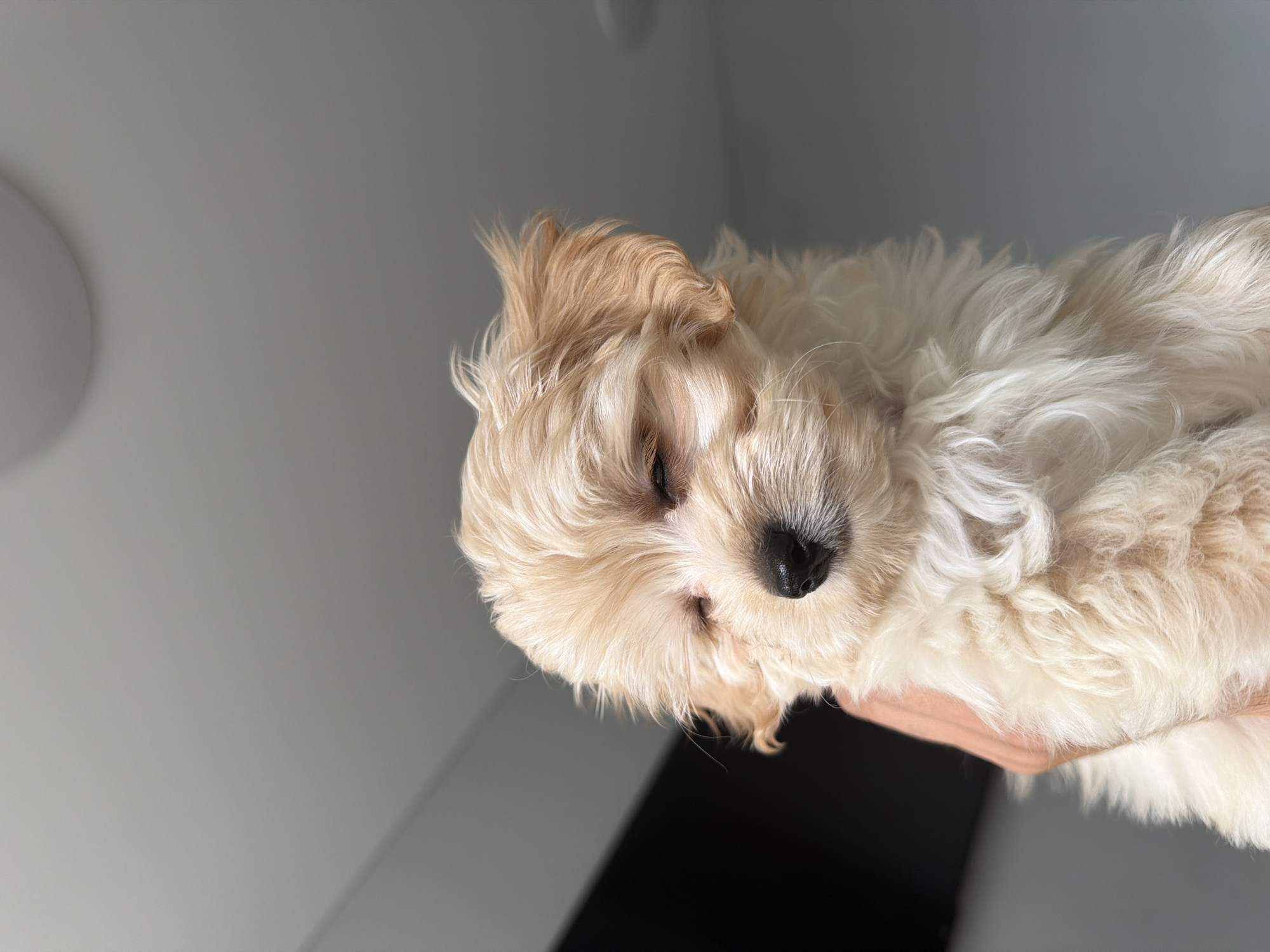 A light-colored, fluffy puppy with its eyes closed is held up in someone's hand against a gray background. The puppy has light brown markings around its eyes and ears.