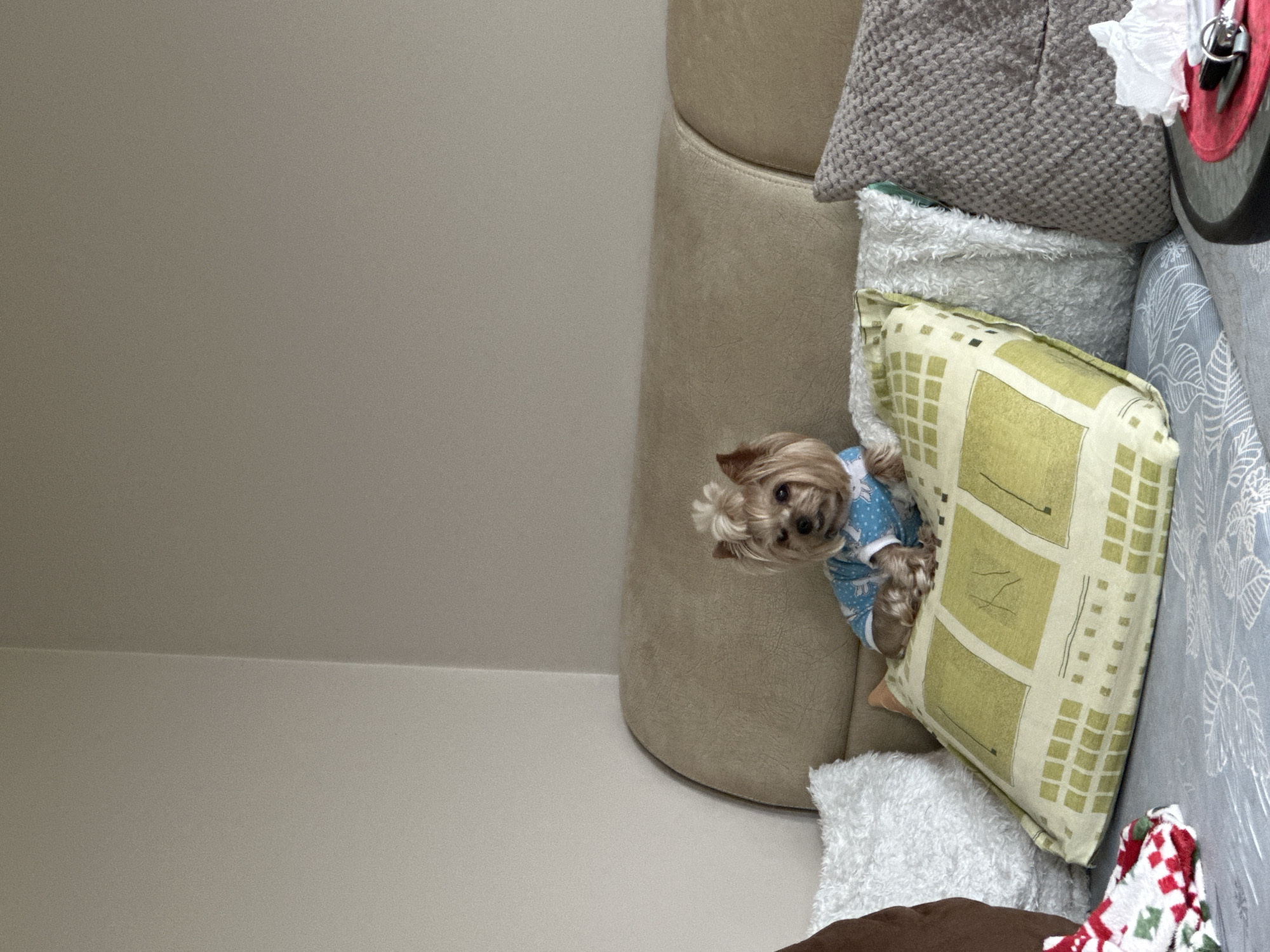 A small, long-haired, tan-colored dog wearing a blue pajama top with a pattern of white snowflakes is nestled among several pillows on a couch. The couch has a tan-colored, rounded back section and a light gray patterned section with a gray knitted pillow. There is a green and off-white checkered pillow and a white furry pillow visible. A small piece of white tissue and what appears to be a red circular object are at the top right of the frame. The background consists of an off-white wall. The location is unspecified.