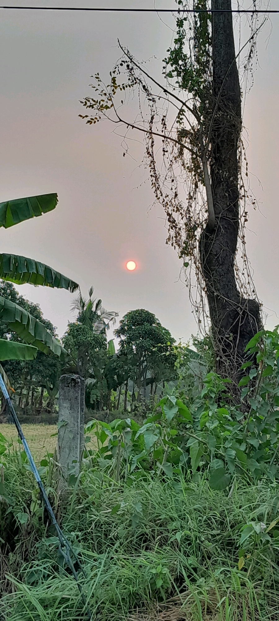 The image depicts a hazy sky with a reddish-orange sun partially obscured by atmospheric conditions. In the foreground, lush green vegetation, including tall grass and broad-leafed plants, is prominent. To the left, large banana leaves are visible. A rough, grey concrete post stands near the center, and behind it, a dense cluster of trees, some appearing to be mango trees, forms a backdrop. A tall, dark, weathered tree trunk, heavily entwined with vines, dominates the right side of the frame, reaching towards the sky. The overall scene suggests an outdoor, possibly rural or semi-rural environment in Bendungan, Indonesia, characterized by its verdant flora and atmospheric haze. There are no people or animals visible in the image, and no discernible actions or interactions are occurring. The focus is on the natural landscape and the ambient lighting conditions.