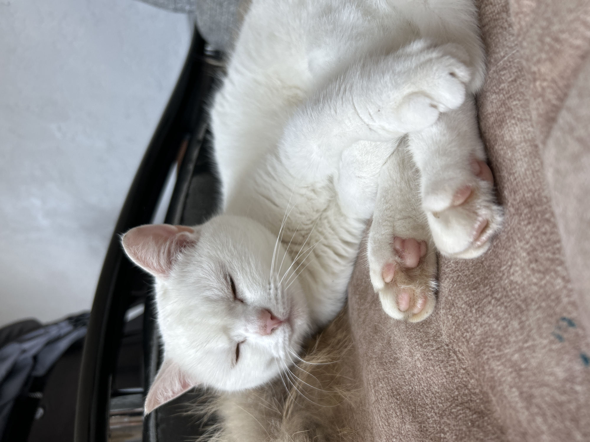 A white cat is sleeping on a pink blanket, its eyes closed and paws tucked in. The cat is lying on its side, with its head resting on a fluffy object. In the background, a dark chair and a light-colored wall are visible. The scene appears to be indoors. The location in the city of Chaikovsky, Russia is not determinable from the image.