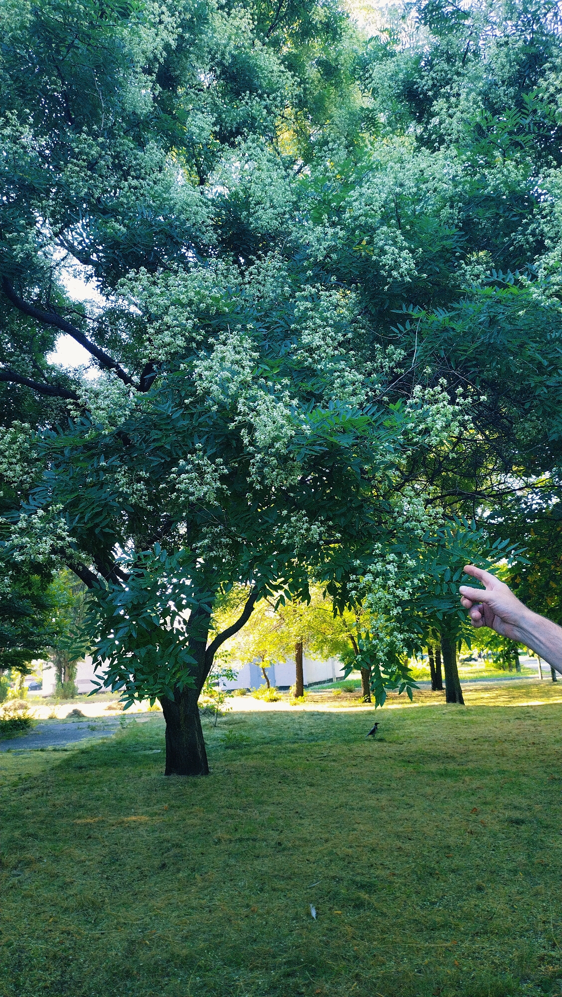 In the city of Horishni Plavni, Ukraine, a large tree with dark bark is covered in clusters of small, white flowers and dark green leaves. The tree stands in a grassy area that has recently been mowed, with clippings visible on the ground. In the background, several other trees with yellow and green foliage are illuminated by sunlight. A paved path is visible to the left of the main tree. A human hand is reaching out towards the flowering branches on the right side of the frame. A bird is perched on the grass in the middle ground. The scene appears to be a park or a public green space.