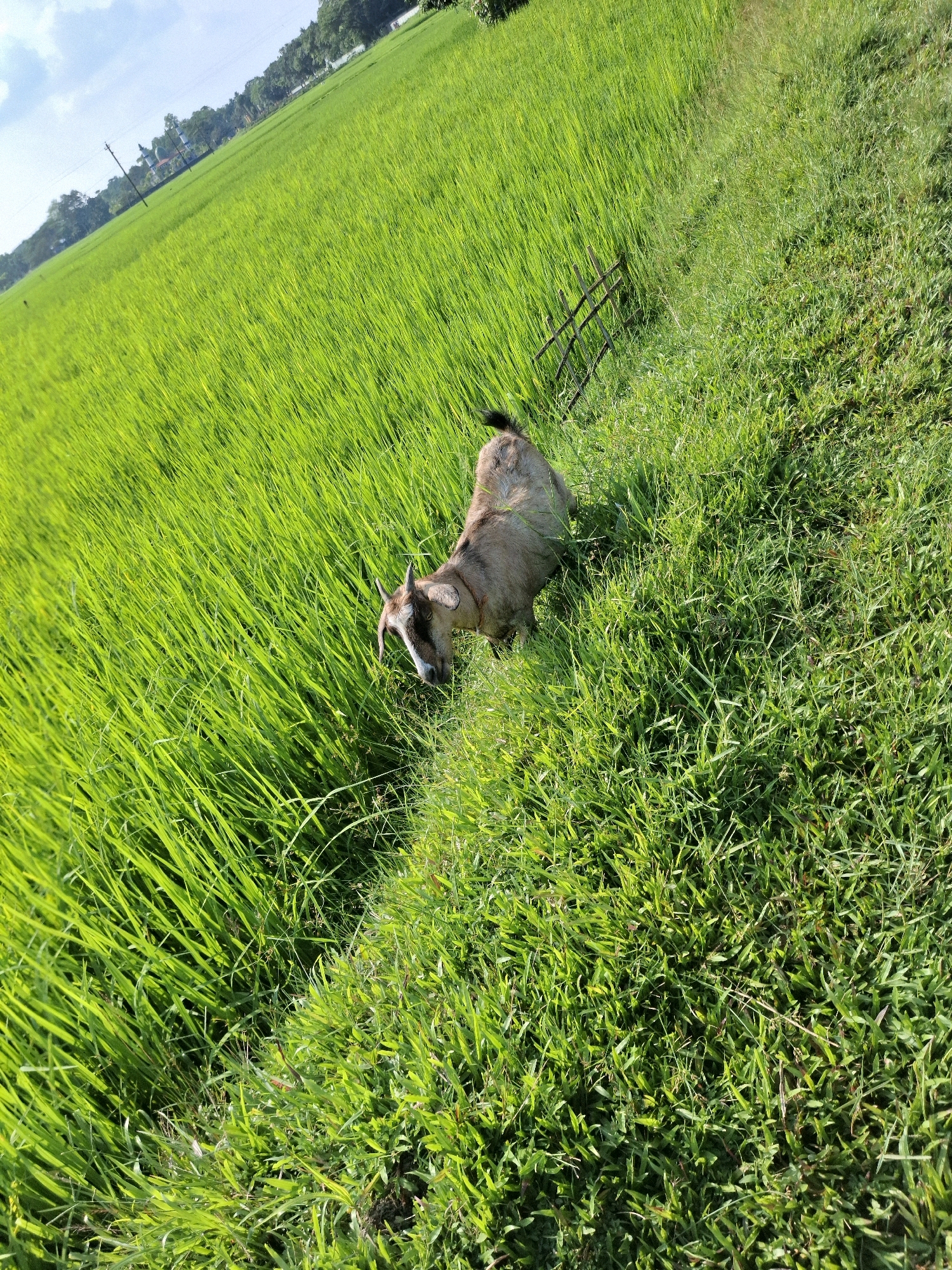 A medium shot captures a light brown goat grazing on lush green grass at the edge of a vibrant green rice paddy in Dashghar, Bangladesh. The goat is positioned in the lower center of the frame, facing towards the right, with its head down as it eats. Behind the goat, a small, rustic fence made of thin, dark sticks is visible. The rice paddy stretches diagonally across the background, appearing as a vast expanse of bright green stalks under a clear blue sky with scattered white clouds. The sun casts a bright light on the scene, highlighting the textures of the grass and the individual rice stalks. The overall impression is one of a peaceful rural landscape.