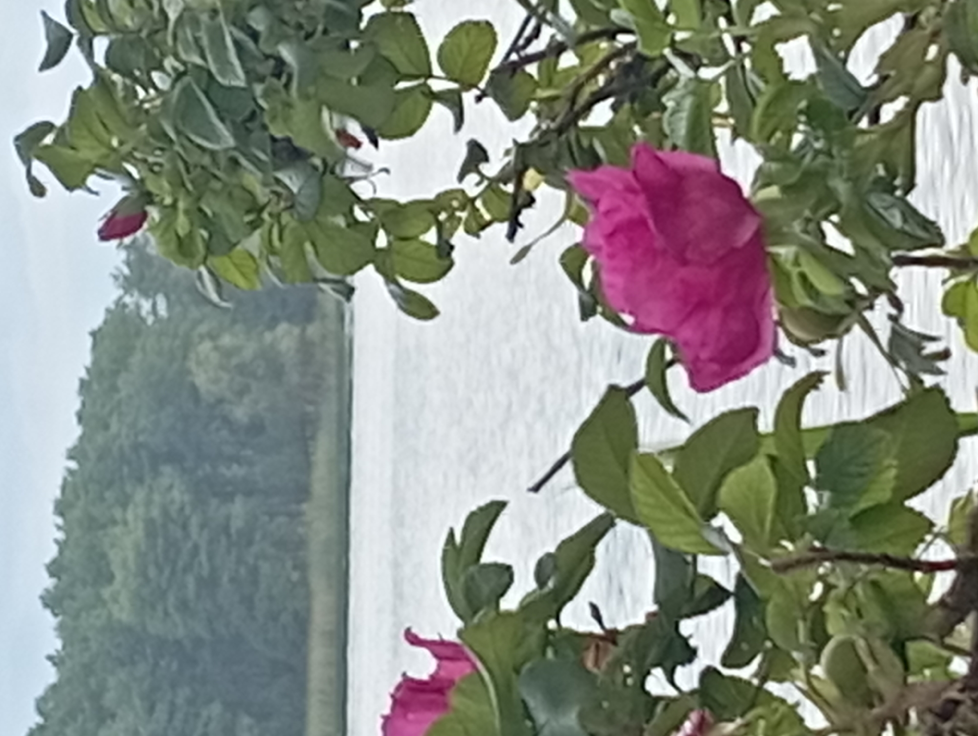 In the foreground, a vibrant pink rose bush with lush green leaves stands out against a blurred background. One fully bloomed rose is in focus in the lower right of the frame, while another appears in the upper left. Behind the rose bush, a tranquil body of water stretches across the middle ground, its surface rippled by a gentle breeze. In the distance, a dense forest of green trees forms a natural backdrop. The sky above is overcast, casting a soft, diffused light on the scene. The image captures a serene natural landscape, likely in Mołowiste, Poland, characterized by its tranquil waters, verdant foliage, and blooming flora.