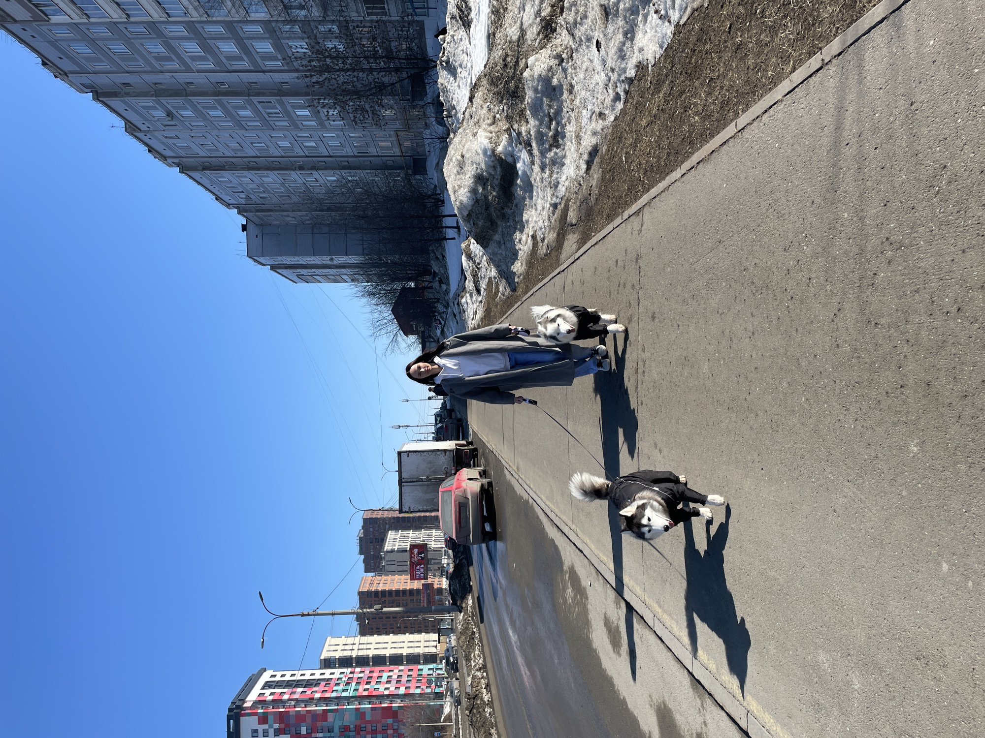 The scene depicts an urban environment in Izhevsk, Russia, under a clear blue sky on a sunny day, consistent with late winter or early spring conditions due to visible melting snow. A single female, appearing to be in her 20s or 30s with long dark hair, walks forward on a grey concrete sidewalk, holding leashes for two husky-type dogs. She wears a grey long coat over a white hooded sweatshirt, blue jeans, and light-colored athletic shoes. The lead dog, black and white with a black dog coat, walks directly in front of her, facing forward with its tongue slightly extended. The second dog, light grey and white and also wearing a black dog coat, follows closely behind the lead dog.
To the left of the sidewalk, an asphalt road displays wet patches and puddles. A red sedan and a white box truck are visible on the roadway. In the background on the left, several multi-story buildings are present, including a modern high-rise with a distinctive red, white, black, and teal paneled facade. A sign with Cyrillic text is visible on a building further down the street. To the right of the sidewalk, the ground consists of dirty, melting snow piles intermingled with exposed brown earth and dry vegetation. A long row of grey, multi-story residential buildings lines the right side of the street, extending into the distance. Bare deciduous trees are scattered throughout the background. Sunlight casts distinct shadows from the figures onto the sidewalk.