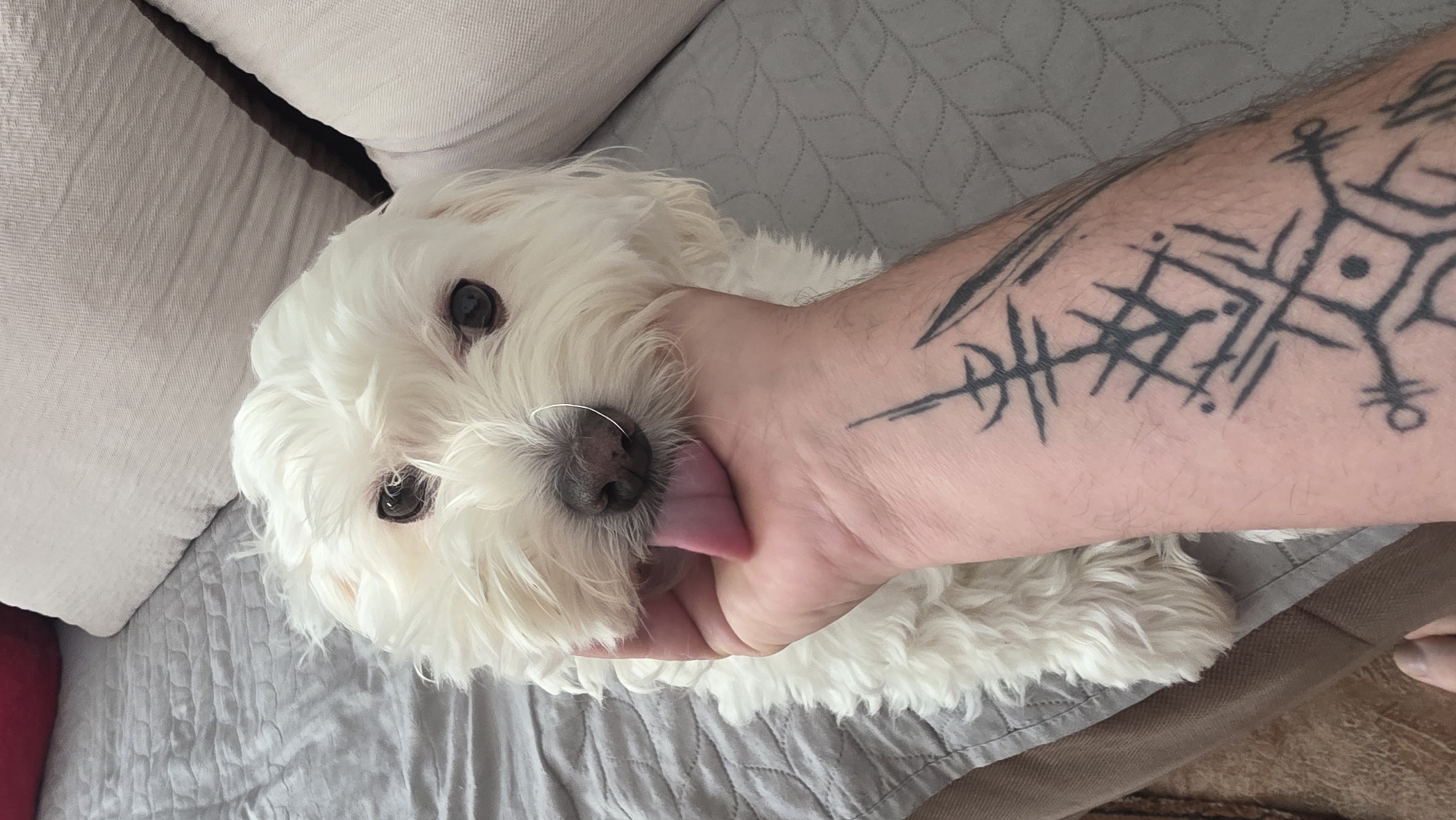 A white Maltese dog with a silver nose ring is lying on a gray, quilted bed or sofa next to a person's arm. The arm has black tattoos consisting of geometric and linear designs. The dog is sticking its tongue out and seems to be partially restrained by the person's hand. The scene is indoors, likely in a home. There is no indication of the location being in Blagoevgrad, Bulgaria.