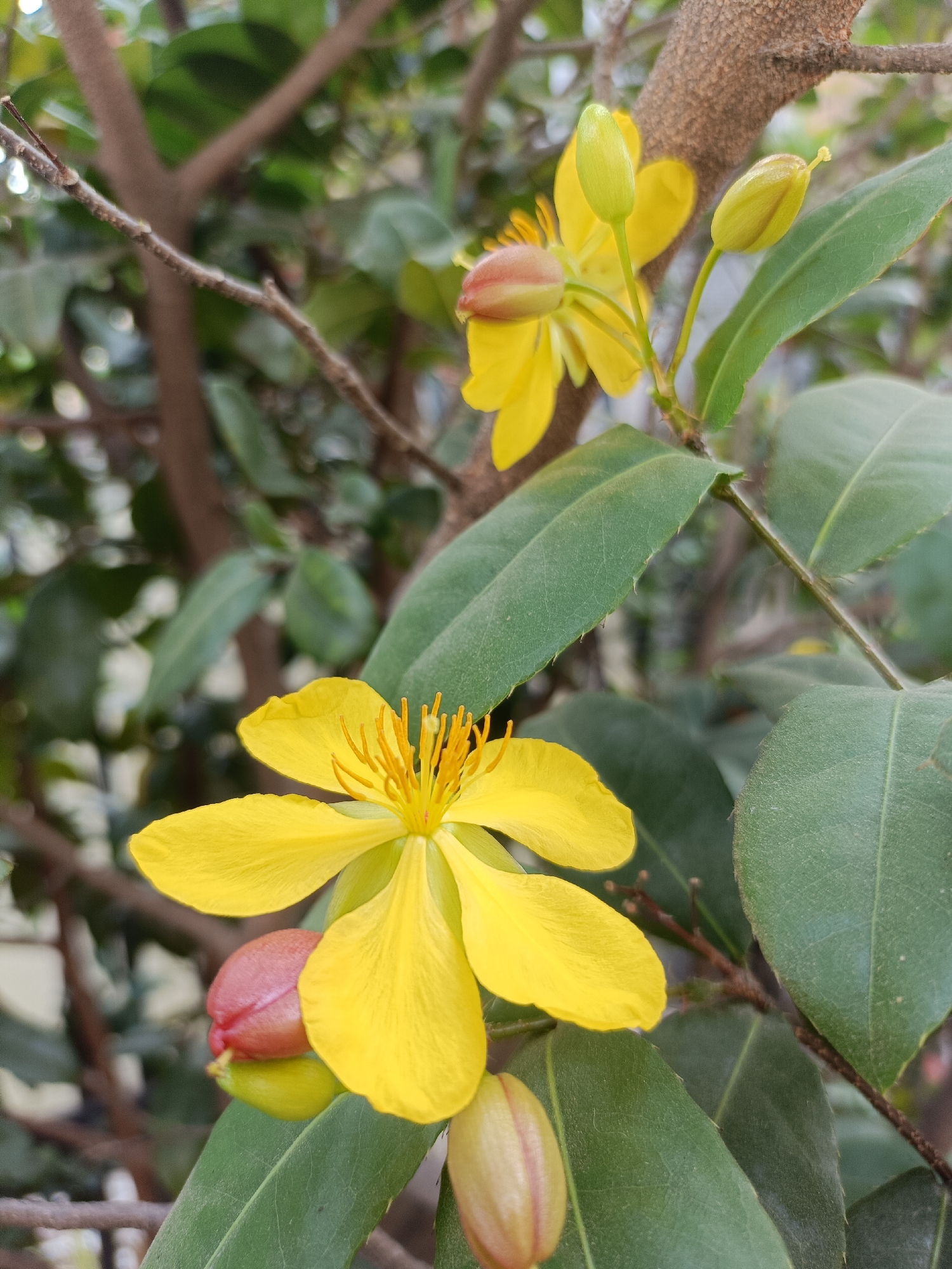 A close-up shot focuses on a blooming yellow flower with five petals and yellow stamens. There are also two flower buds, one red and pink, and the other pale green. The flower and buds are surrounded by green leaves and a brown branch. The background is blurred, showing more leaves and branches, suggesting an outdoor setting. The image's metadata indicates it was taken in Kediri City, Indonesia.