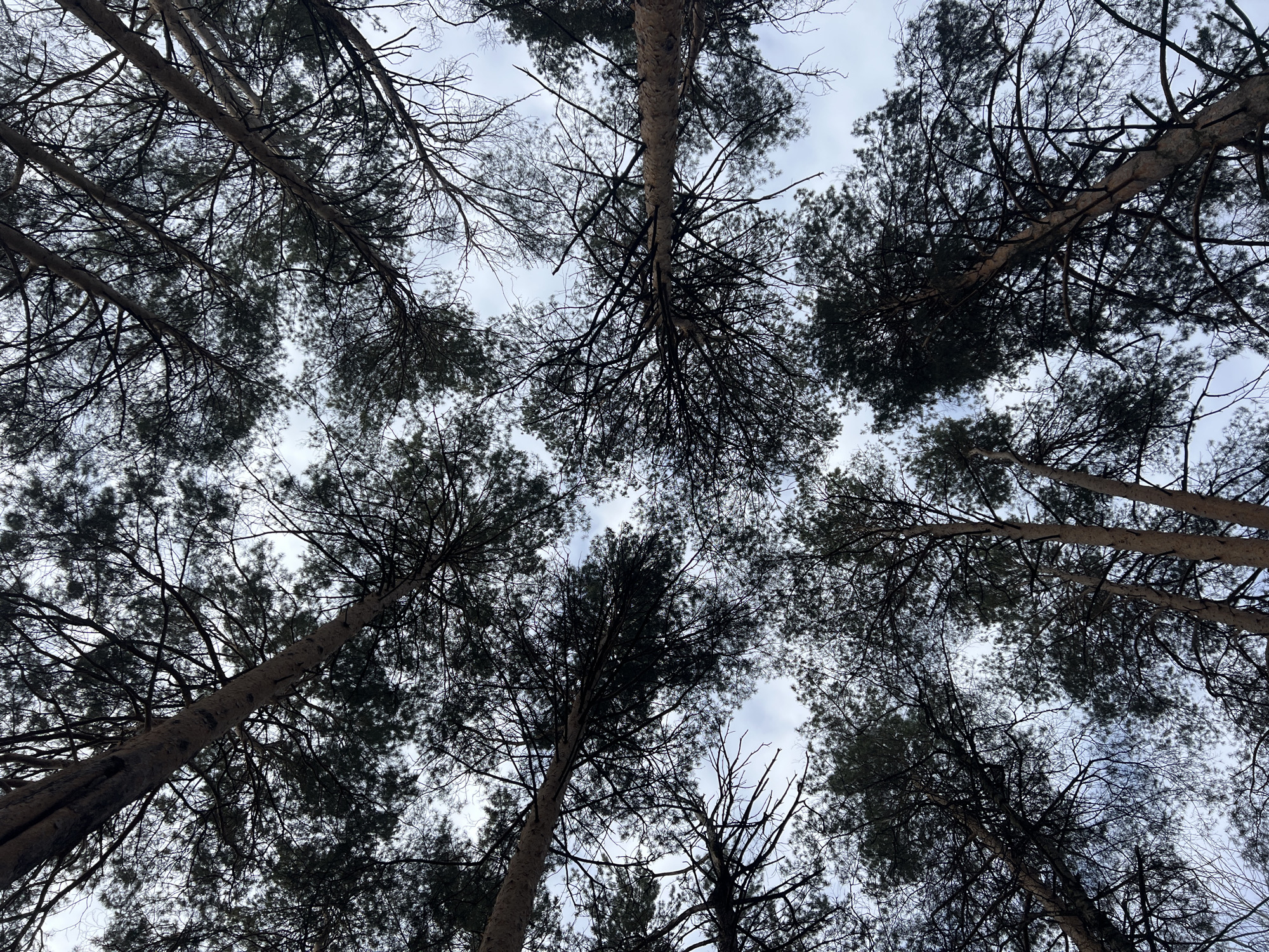 The image is a low-angle shot looking up into a dense canopy of pine trees in the city of Chaikovsky, Russia. The sky is visible through gaps in the foliage. The tree trunks are straight and mostly bare, while the branches are covered with dark green needles. The overall tone of the image is muted, with a hint of overcast weather. There are no visible people, subjects, objects, actions, or interactions other than the natural environment.