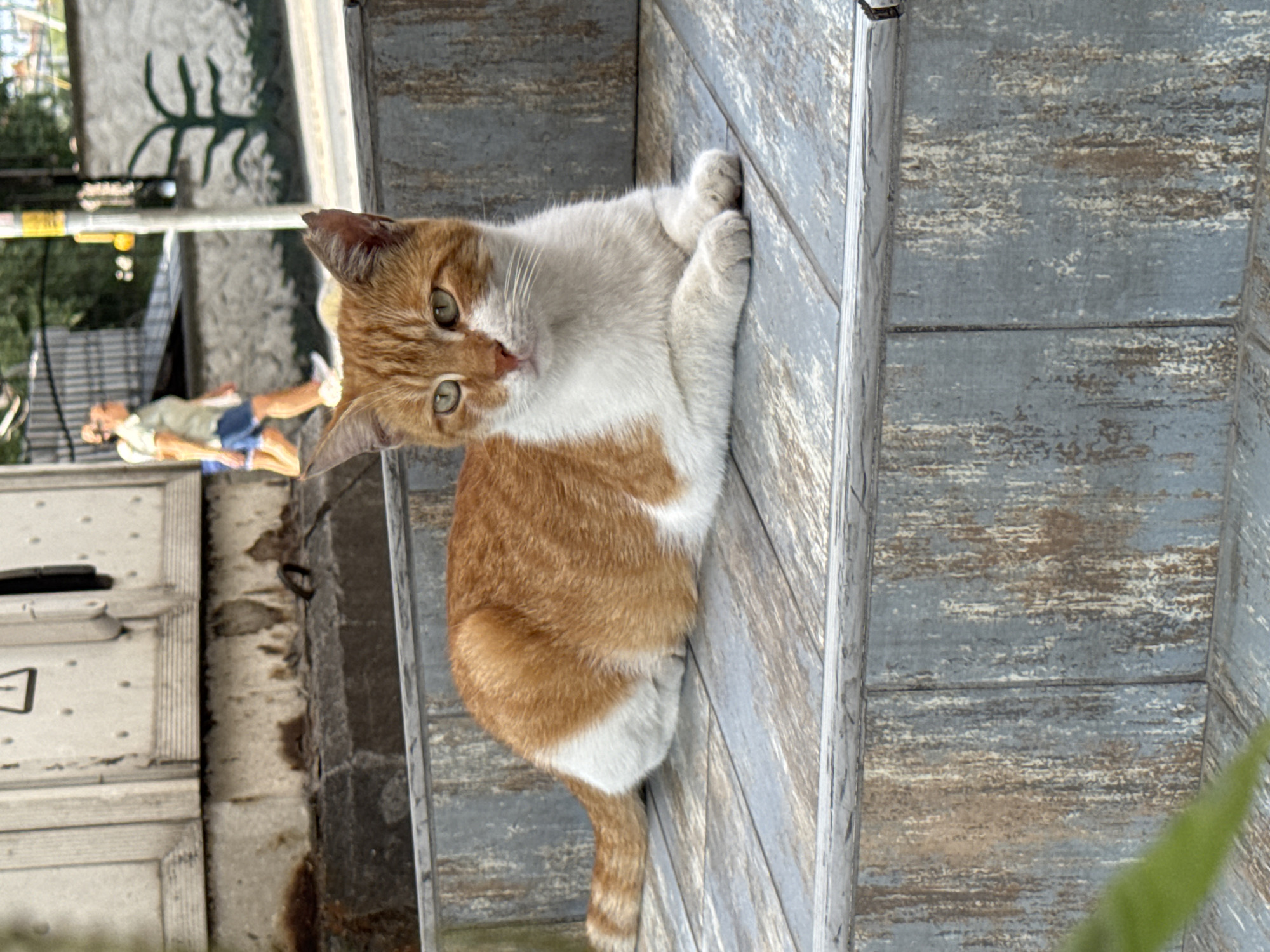 An orange and white cat is lying on a weathered wooden surface, likely steps, in Gungoren, Turkey. The cat is facing the camera with its front paws tucked beneath its chest. Its eyes are open and green. In the background, a person wearing a light green shirt and denim shorts is walking away from the camera. The environment appears to be outdoors, possibly a street or public area, with a textured wall and some greenery visible. The lighting suggests it is daytime.
