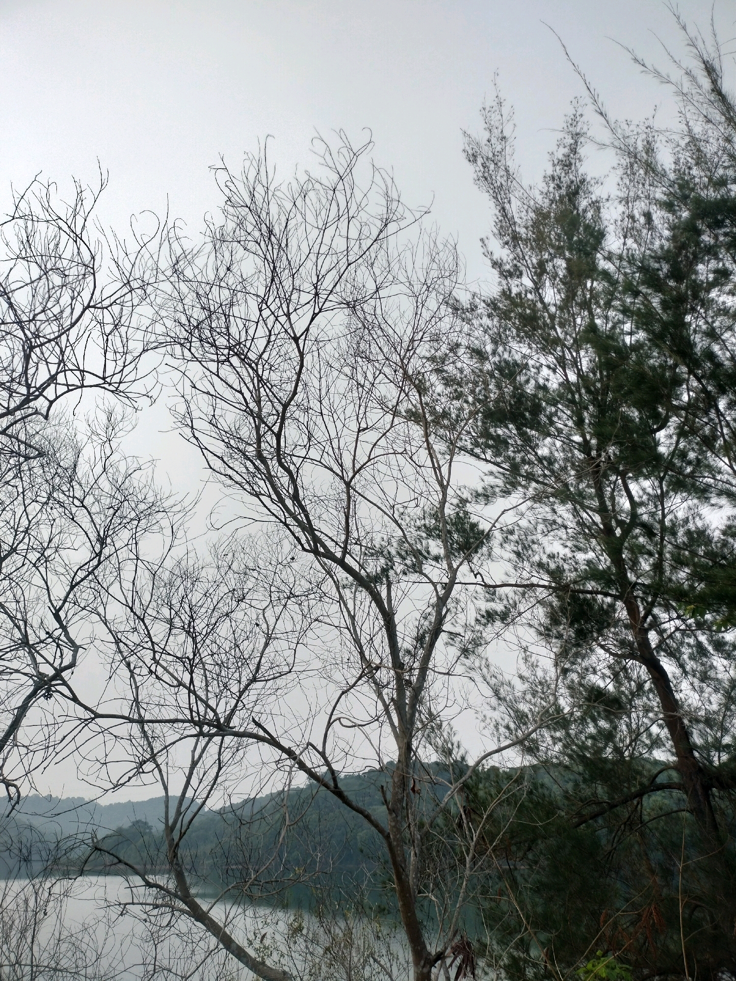 The image captures a view of a body of water, possibly a lake or reservoir, with rolling, tree-covered hills in the background. The foreground is dominated by the bare, intricate branches of dead trees, starkly silhouetted against a bright, overcast sky. To the right, a section of a pine tree with dark green foliage provides a contrast to the barrenness of the dead trees. The overall scene suggests a natural landscape, likely on the outskirts of a city. Given the location of Batam, Indonesia, it is plausible that this scene depicts an area within or near one of the island's reservoir systems, such as the Duriangkang Reservoir, which is surrounded by hills and vegetation. The weather appears to be cloudy, contributing to a muted and diffused light. No people or animals are visible in the image, and there are no discernible man-made structures in the immediate vicinity.