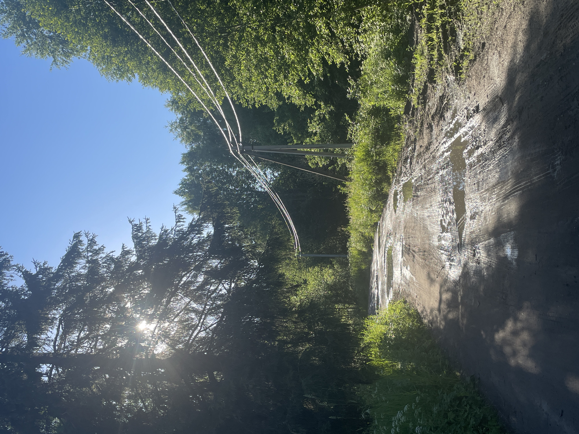 This is a full, eye-level, outdoor, natural light, vertical shot of a muddy, unpaved road in a forest. The sun is shining brightly through the branches of a large evergreen tree on the left, casting dappled shadows on the road. The road is wet and has several large puddles, with visible tire tracks. Lush green foliage lines both sides of the road, with tall grass and wildflowers on the left and denser trees and bushes on the right. Overhead, power lines stretch across the frame, supported by wooden poles. The sky is a clear, bright blue. The scene appears to be in a rural or wooded area, possibly in Russia given the context. There are no people or animals visible in the image.
