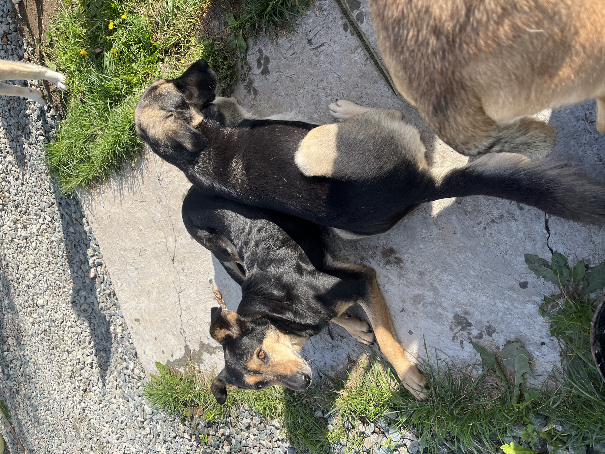 A group of dogs rest on a concrete patch outdoors. The dogs are of medium size and mixed breeds, with coats in various shades of brown, black, and tan. Two dogs are lying down, facing away from each other, while a third dog is partially visible in the foreground, with its hindquarters facing the camera. The ground is a mix of gravel and concrete, with patches of green grass and some scattered leaves. The scene appears to be an outdoor enclosure or yard, possibly at an animal shelter or residence. There is no indication of the specific location being Nizhny Tagil, Russia.