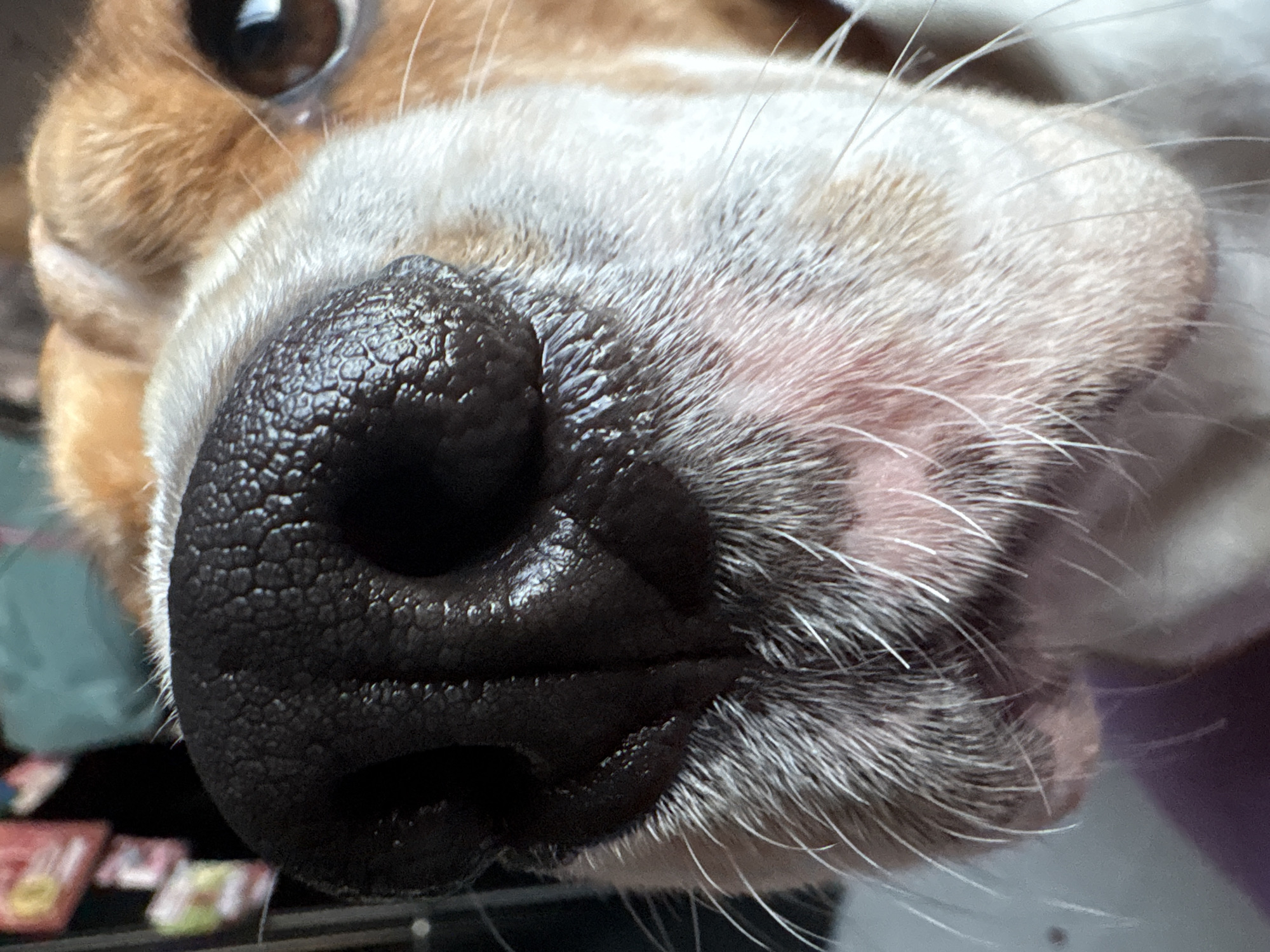 This is a close-up, eye-level shot of a dog's nose and muzzle. The dog's nose is large, dark, and textured with many small indentations. Whiskers are visible, fanning out from the muzzle. The dog has brown and white fur on its face, and a brown eye is visible in the upper right portion of the image. The background is blurred and appears to be indoors, with hints of colorful objects and a teal-colored surface. There is no discernible indication of location within Марковский, Russia.
