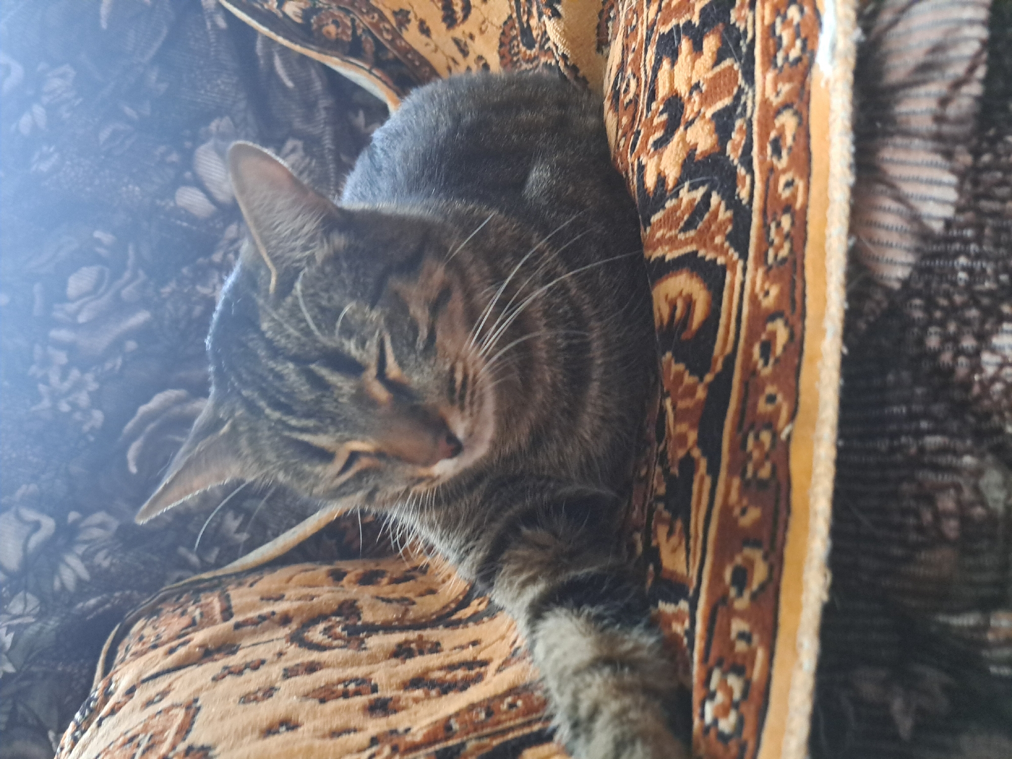 A tabby cat with closed eyes rests on a patterned rug. The cat's fur is striped in shades of gray, black, and brown. Its left front paw is extended forward, and its tail is curled around its body. The rug is predominantly orange and brown with a detailed black and red pattern. The background is blurred and appears to be a soft, textured surface. The image is taken from a slightly high angle, looking down at the cat. The overall lighting suggests an indoor setting, possibly a home.