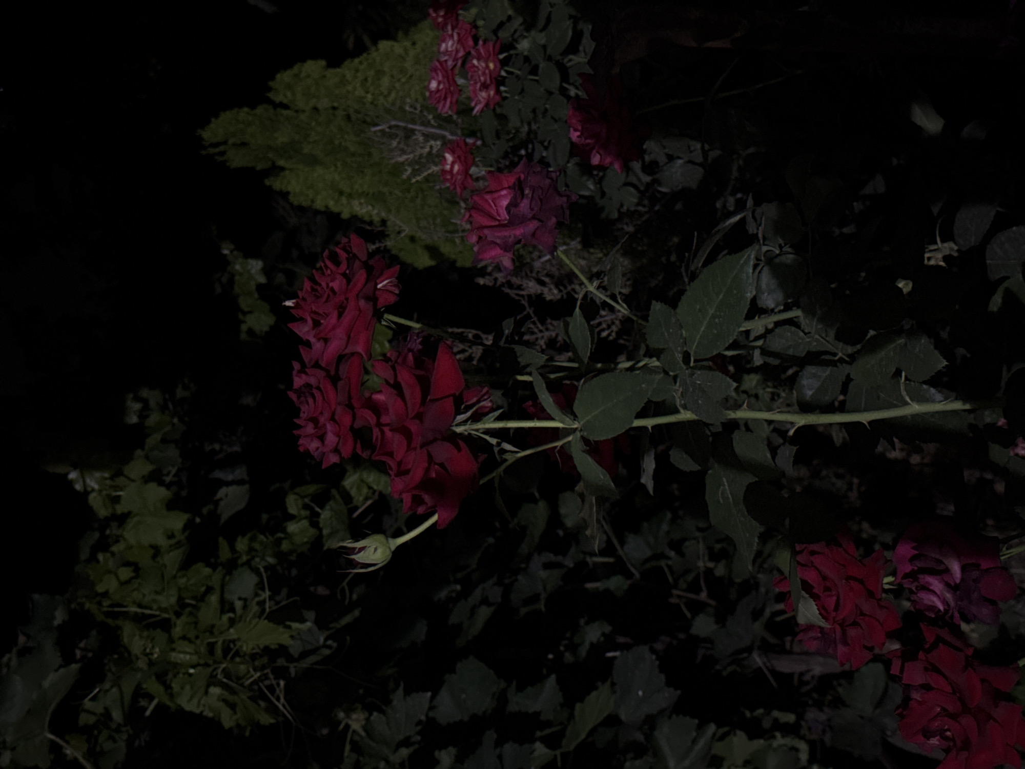 A close-up, low-angle, nighttime shot captures several dark red roses with green foliage against a black background. In the upper right quadrant, a tall, conical evergreen tree is visible. The image shows a cluster of roses in the foreground, with more roses and foliage in the background. The lighting is dim, creating deep shadows and highlighting the rich color of the roses. The setting appears to be a garden or park in Vostok, Kyrgyzstan. There are no people or animals visible in the scene.