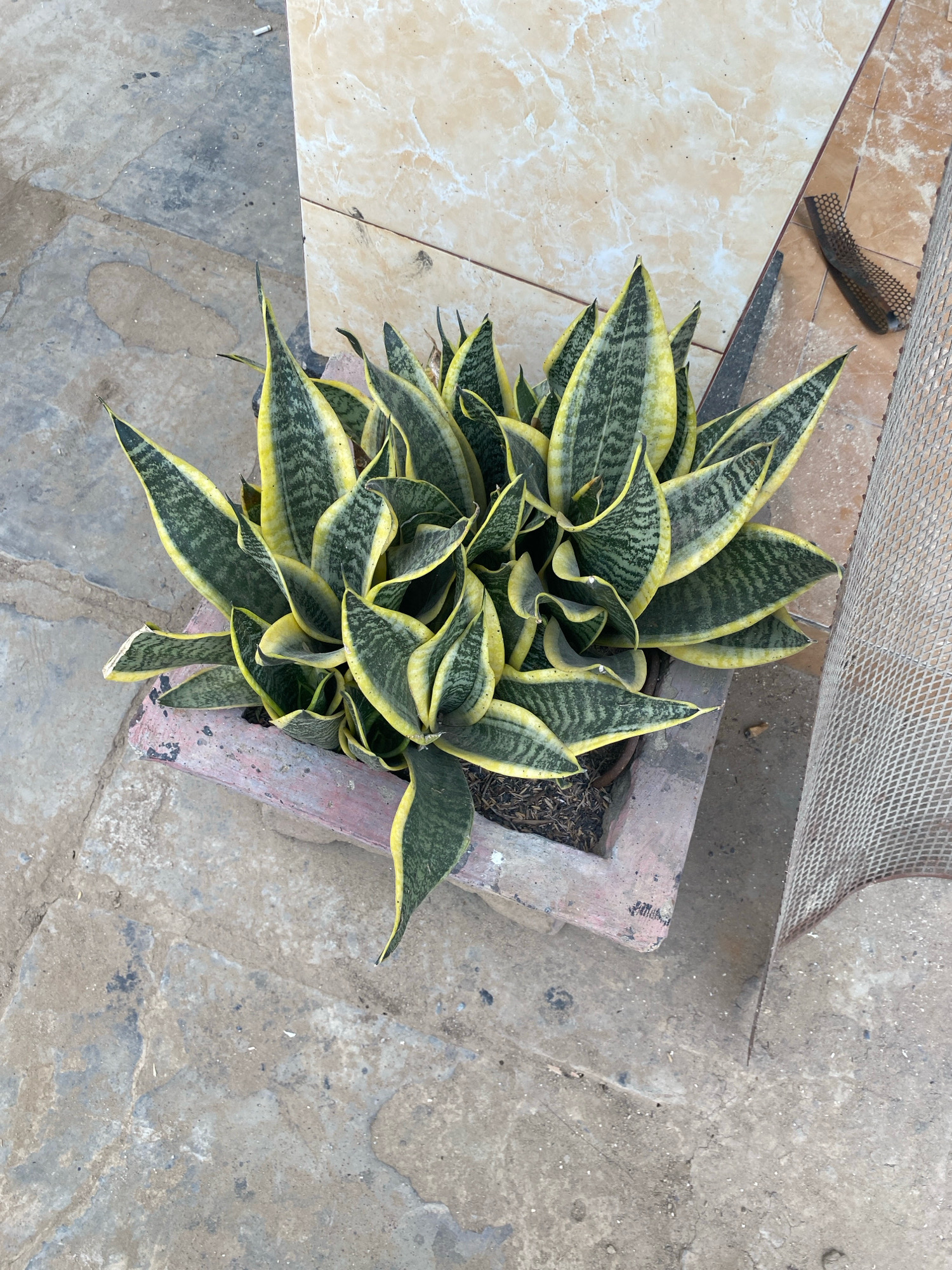 The image shows a potted snake plant situated on a stone paved ground. The plant has long, upright, sword-shaped leaves with green and yellow variegated patterns. The pot is rectangular and appears to be made of concrete, with a pinkish-red trim. In the background, there are beige-colored tiles and a metallic mesh object. The environment suggests an outdoor setting, possibly a courtyard or walkway. There are no people or animals visible in the image. The scene is static and appears to be a still photograph of the plant and its surroundings. The location is described as Mojo Pahit, Indonesia.