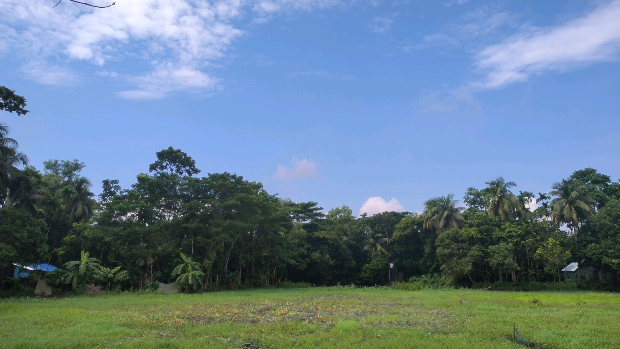 This is a wide-angle photograph of a rural scene in Begumganj Upazila, Bangladesh. The foreground is dominated by a lush green field, appearing somewhat waterlogged with visible patches of shallow water and aquatic plants. Beyond the field, a dense line of various trees forms a verdant barrier, with tall palm trees interspersed among other leafy varieties. To the far left, a small blue tarp shelter is visible among the trees, and to the far right, a small, simple house with a tin roof is nestled within the foliage. The sky above is a clear blue, dotted with scattered white clouds. The overall impression is of a natural, undeveloped landscape.