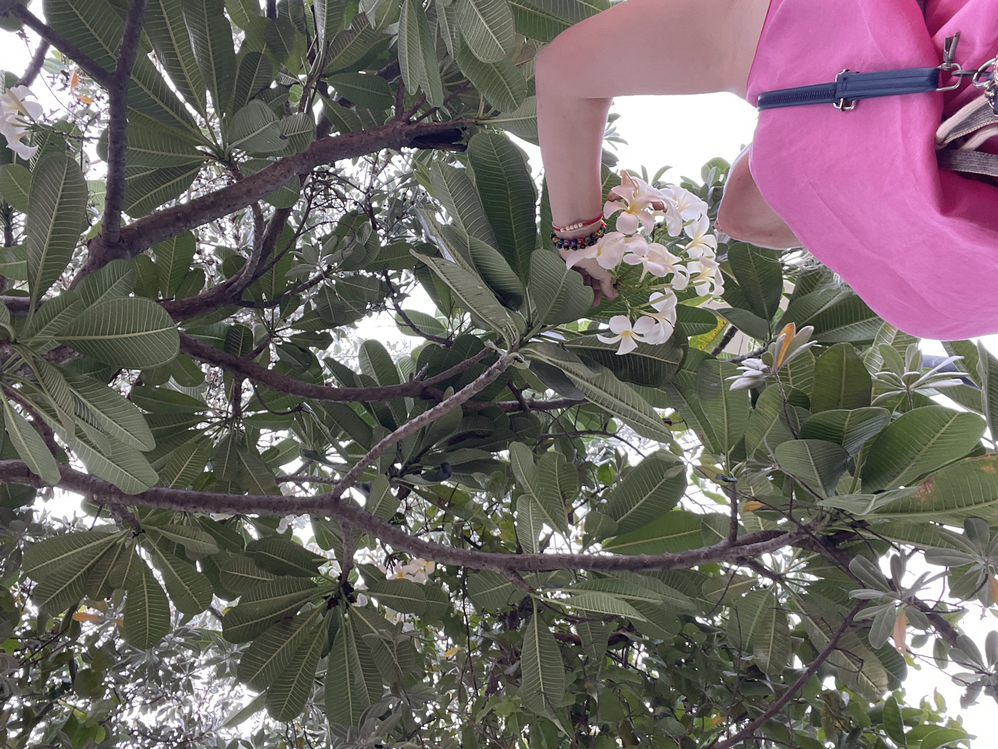 An upward angle shot captures a person's arm and shoulder wearing a bright pink top, reaching towards a cluster of white plumeria flowers amidst lush green foliage and branches. The person's arm is adorned with colorful beaded bracelets. The scene appears to be outdoors, likely in Pattaya City, Thailand, suggested by the tropical flora. The background is a bright, overcast sky.