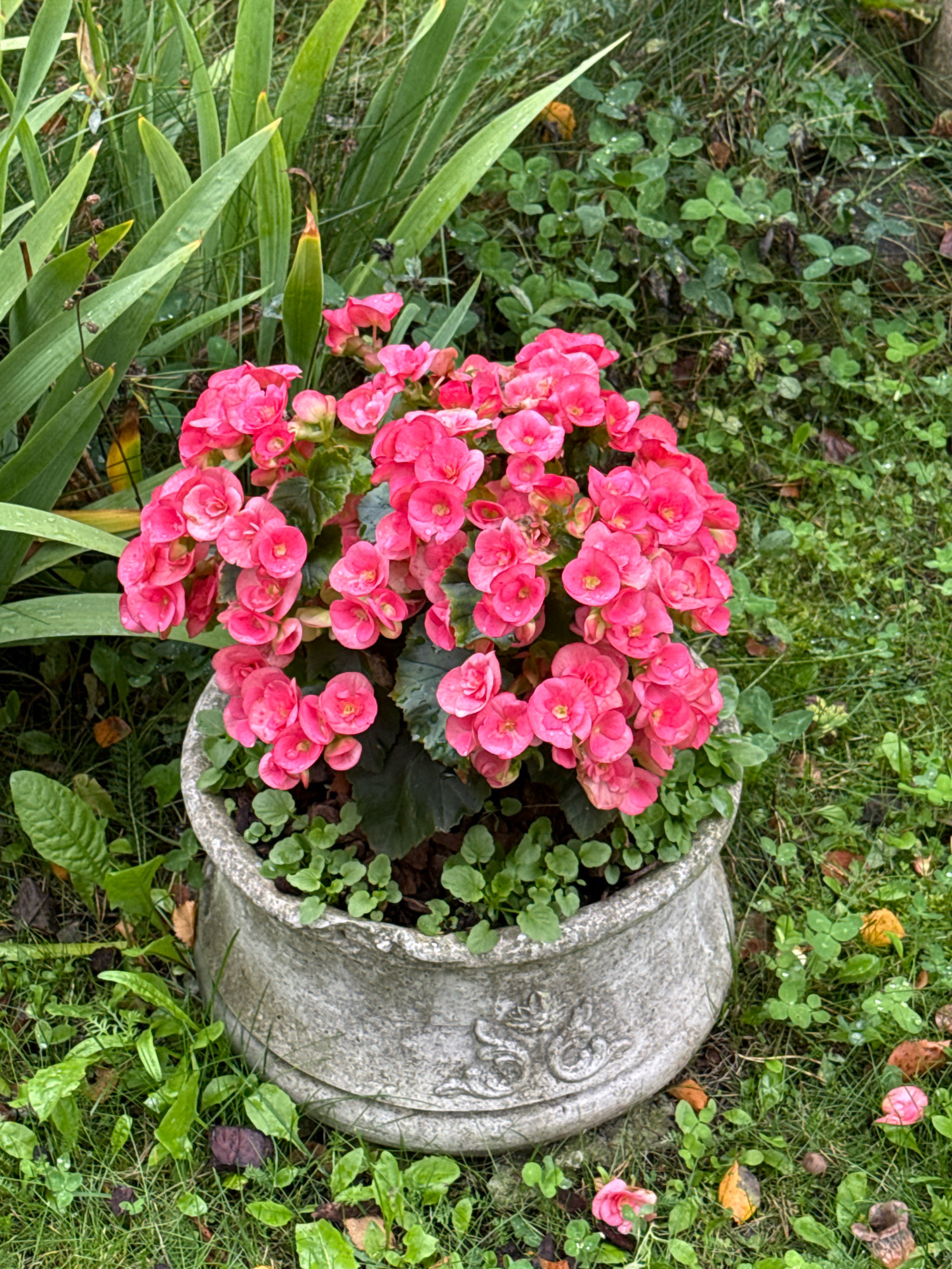 A close-up, eye-level shot captures a decorative stone planter filled with vibrant pink begonia flowers, situated in a lush green garden in Tallinn, Estonia. The planter, weathered and ornate, sits amongst dense, low-lying green foliage and grass. Tall, strappy green leaves of another plant rise from the left side of the frame, partially obscuring the background. The ground around the planter is covered in grass, clover, and fallen leaves, with a few scattered pink petals visible. The overall impression is one of a well-maintained, slightly damp garden setting. No people are present in the image.