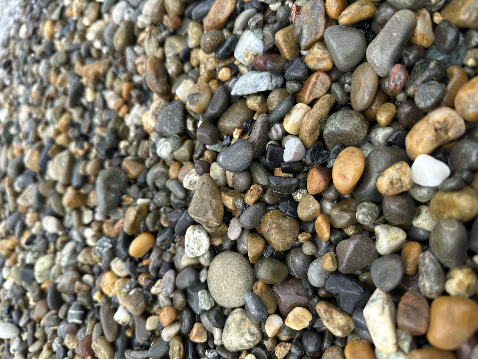 A close-up, high-angle photograph captures a dense array of smooth, wet pebbles, likely on a beach or riverbank in Sochi, Russia. The individual stones vary significantly in size, shape, and color, showcasing a natural palette of grays, browns, blacks, whites, and warm earthy tones such as orange and yellowish-tan. Many pebbles display distinct patterns, veins, or speckles.
The stones appear wet, giving them a glossy, reflective sheen that enhances their natural colors and makes them stand out. This wetness suggests they are either recently washed by water, like waves on a beach, or are partially submerged in very shallow water.
The image features a shallow depth of field, with the right side of the frame in sharp focus, highlighting the intricate details, textures, and smooth surfaces of the foreground pebbles. Towards the upper left of the image, the pebbles gradually become more blurred, creating a visual depth effect. No specific activity or event is taking place, and there are no people or visible text. The natural lighting indicates it is daytime, illuminating the diverse forms and hues of the stones.