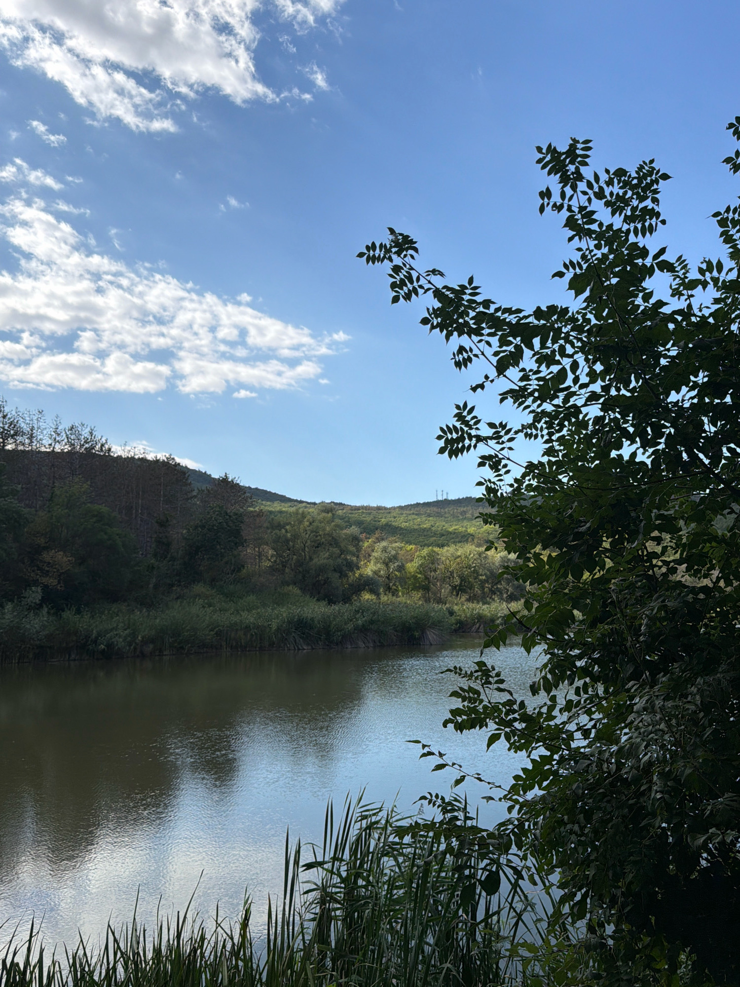 A serene, sunlit lake scene unfolds in Balaklavsky District, Ukraine. The foreground is dominated by a tranquil lake with a dark, reflective surface. Tall, green reeds line the near bank, their slender forms partially obscuring the water. To the right, the lush foliage of a large tree with dark green leaves extends into the frame, its branches reaching towards the sky. The middle ground showcases a dense forest with a variety of trees, some appearing darker and sparser on a hillside, while others are vibrantly green. Beyond the forest, rolling hills covered in green vegetation recede into the distance. The sky above is a clear, bright blue, punctuated by scattered white, fluffy clouds that are illuminated by the sun. The overall impression is one of natural beauty and peacefulness.
