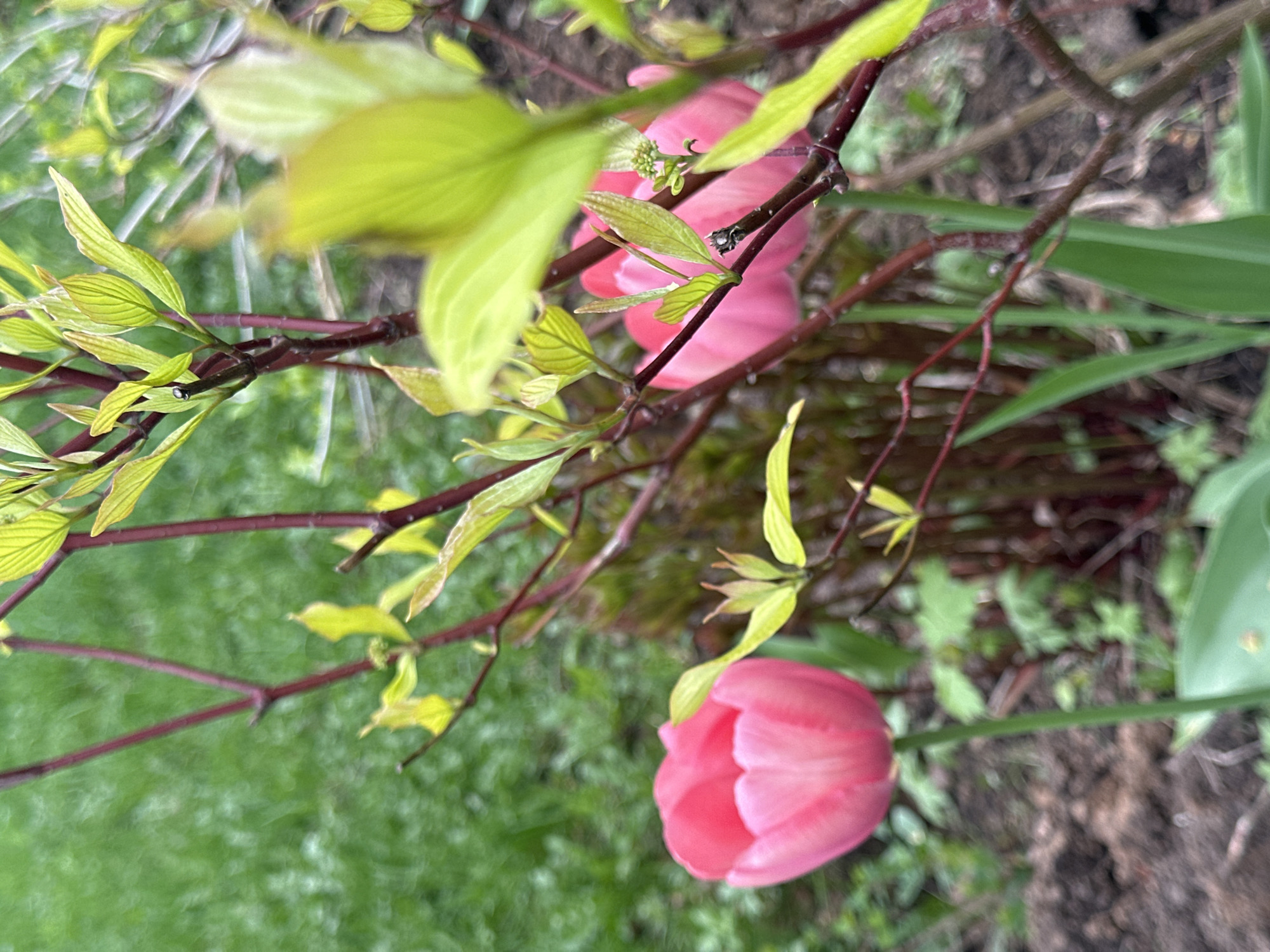 The image depicts a close-up view of a garden scene, likely in Chaikovsky, Russia. Two pink tulip blooms are partially obscured by the reddish-brown branches of a deciduous shrub, possibly a Cornus species, identifiable by the opposite leaf arrangement and nascent light-green leaves. The ground is visible, showing soil and the base of other green plants. The background includes a blurry patch of green grass.