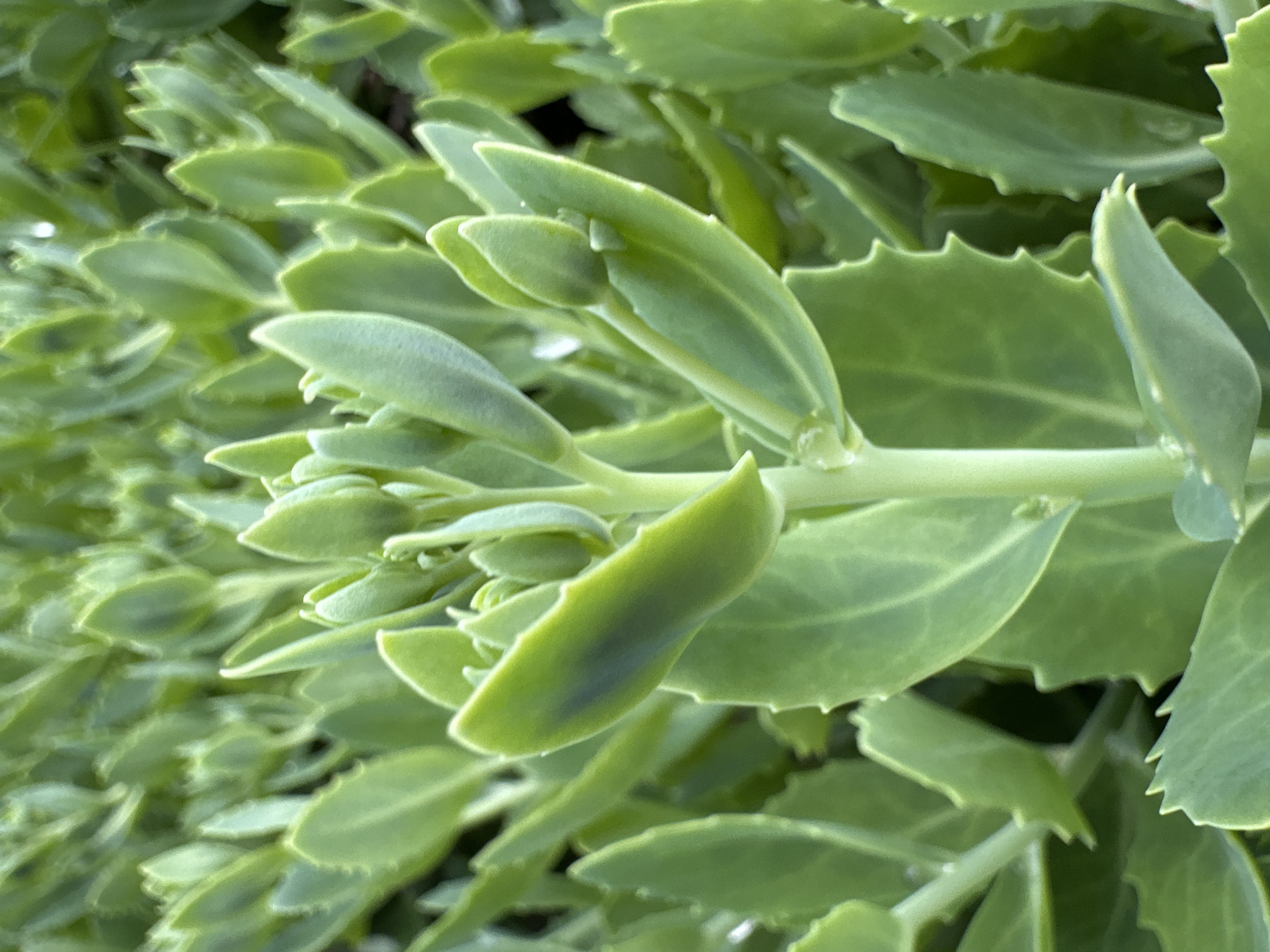 A close-up, slightly blurred, eye-level shot shows a cluster of green succulent plants, possibly sedum, in natural daylight. The focus is on the central stem and its tightly packed leaves. The leaves are fleshy, elongated, and have serrated edges. Some leaves are smooth and rounded, while others are pointed. The color palette is predominantly shades of green with hints of light blue on some of the leaves. The background consists of more of the same plants, creating a dense, leafy texture. There are no people or animals visible in the image. The scene appears to be in a garden or natural setting, with no urban elements evident. The specific location in Dubrovitsy, Russia cannot be determined from the visual information alone.