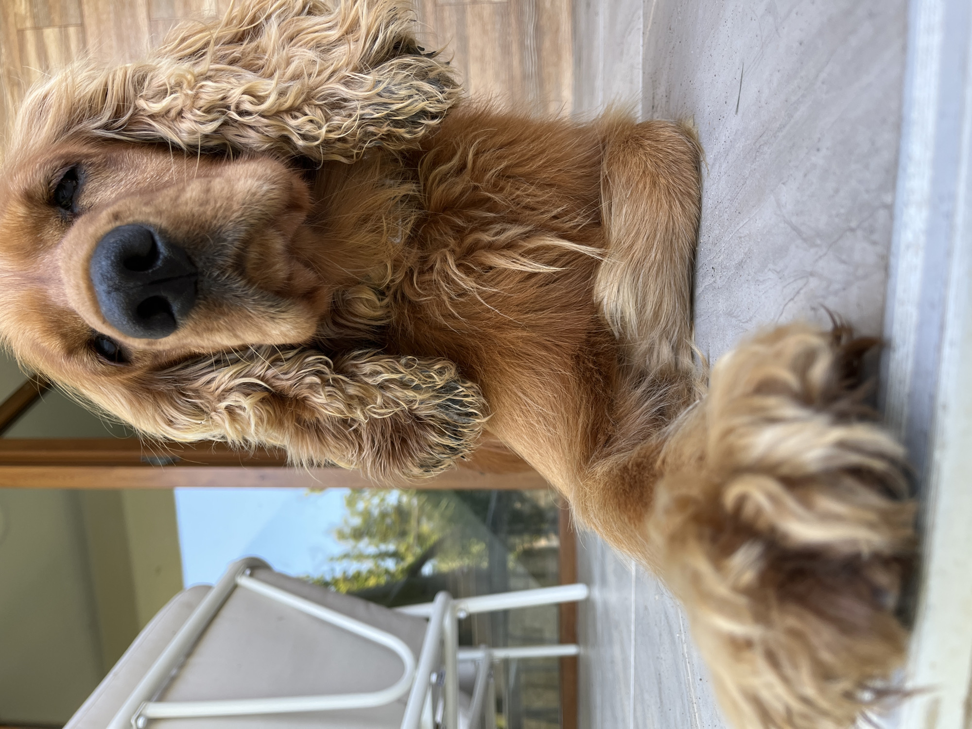A close-up, low-angle shot focuses on the face and front paws of an auburn-colored Cocker Spaniel lying on a tiled patio. The dog's dark, wet nose and long, wavy fur are prominent features. In the blurred background, a white chair and a glass door reflecting trees and a blue sky are visible. The scene appears to be outdoors, possibly in a residential area or a cafe, in Ureki, Georgia.